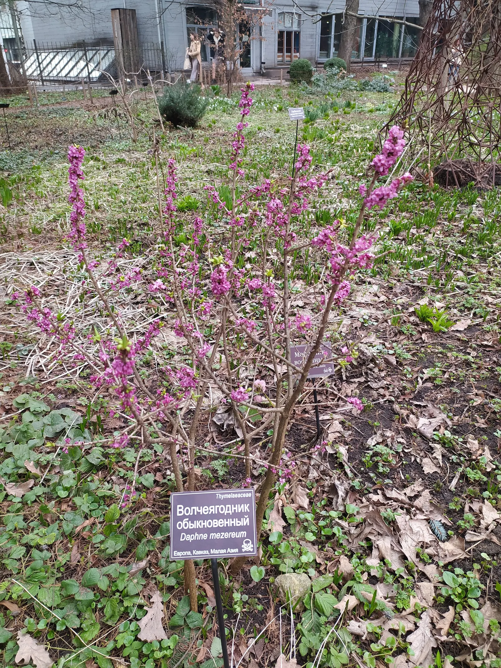 Winter Daphne (Daphne Odora) — fragrant blossoms but also serves as an aromatic indulgence in any garden