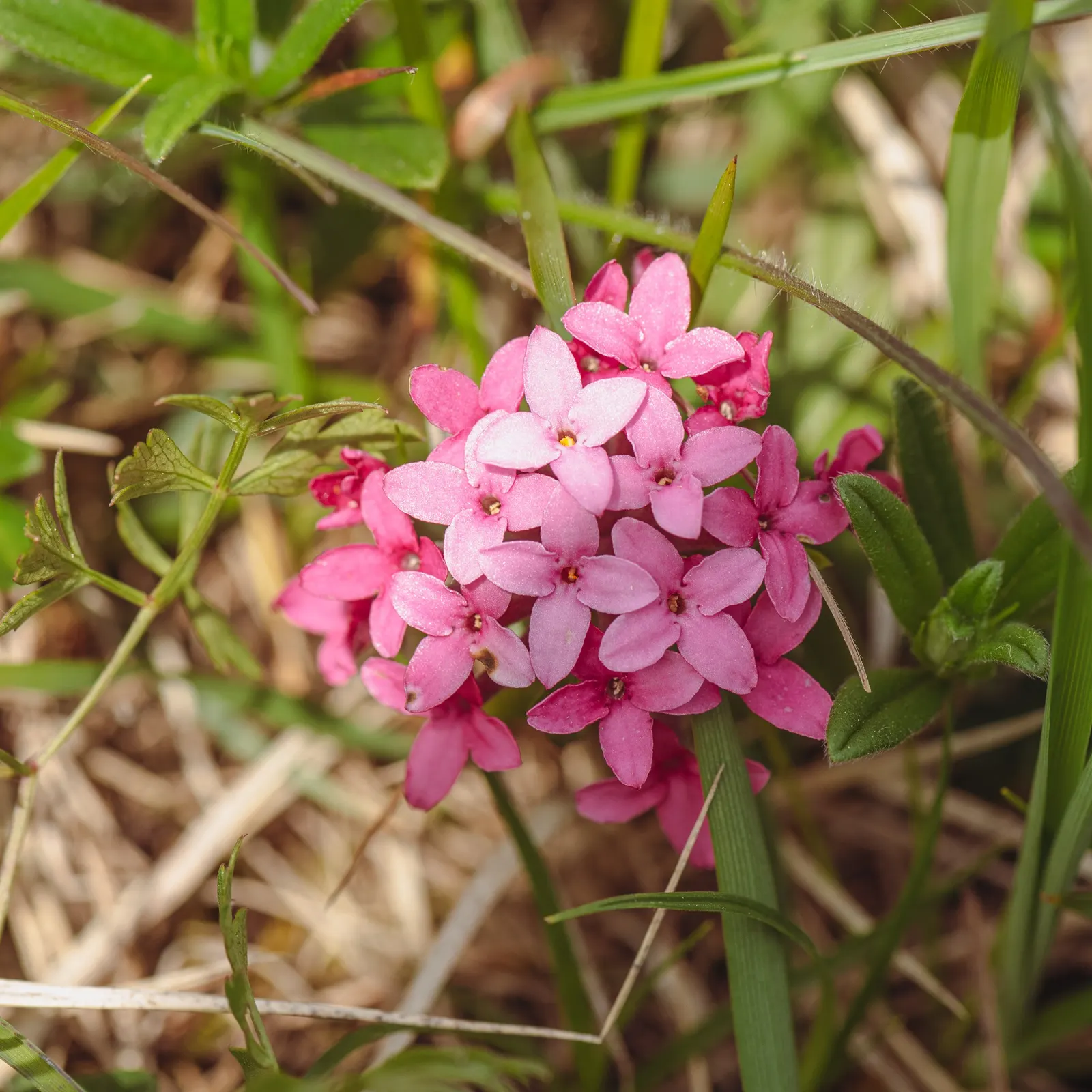 Winter Daphne (Daphne Odora) — white flowers that bloom in late winter to early spring; it requires minimal pruning and offers a low-maintenance, image 61