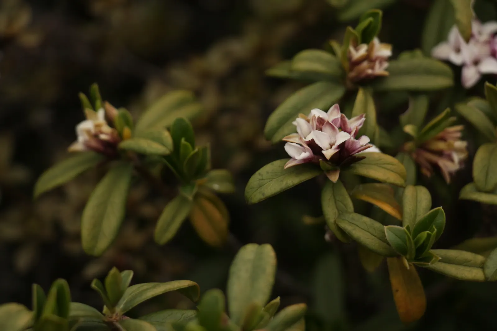 Winter Daphne (Daphne Odora) — These enchanting flowers emerge in late winter to early spring; green leaves set the stage for clusters of, image 66