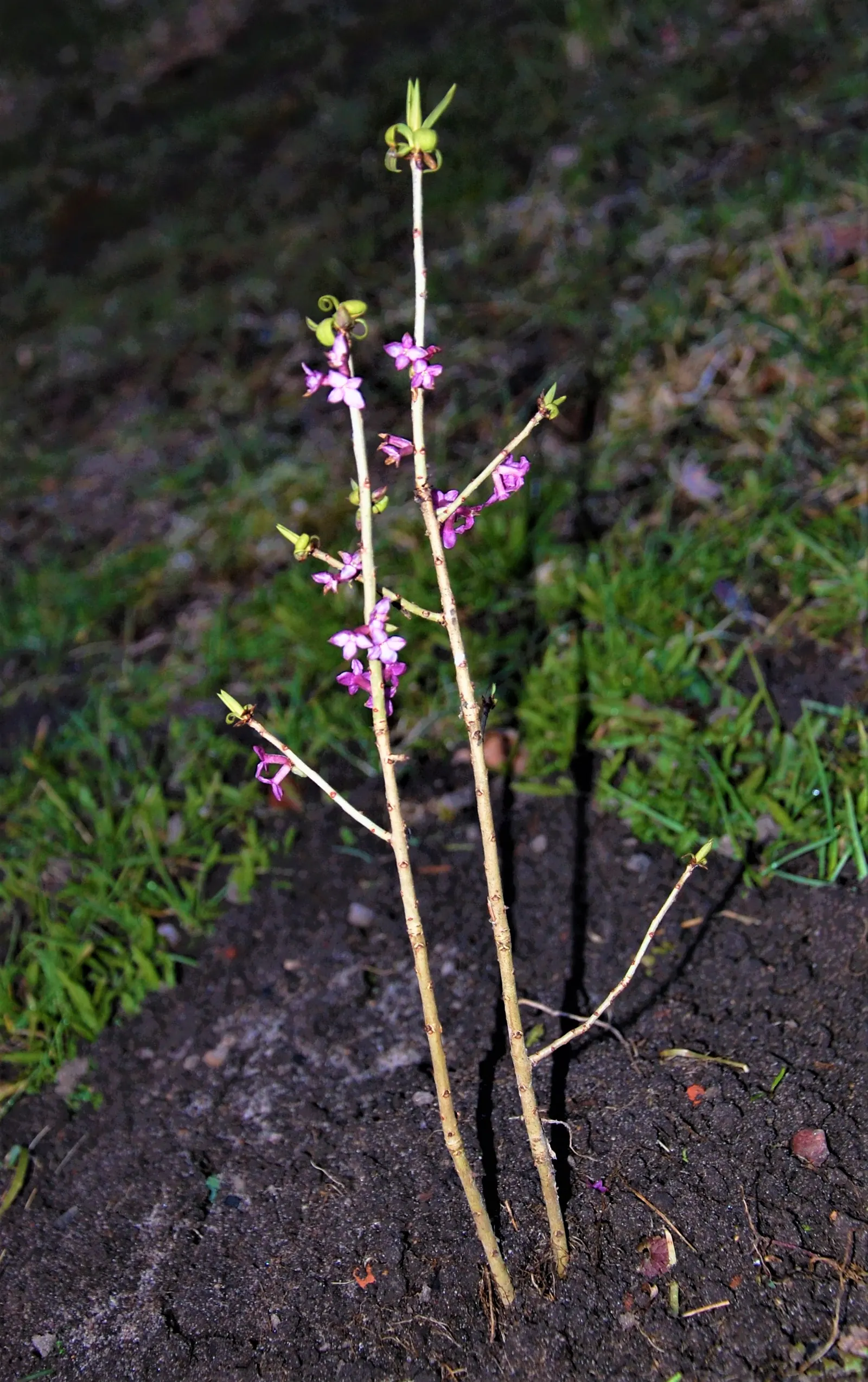 Winter Daphne (Daphne Odora) — fragrant blossoms but also serves as an aromatic indulgence in any garden; it thrives best in partial shade, image 54