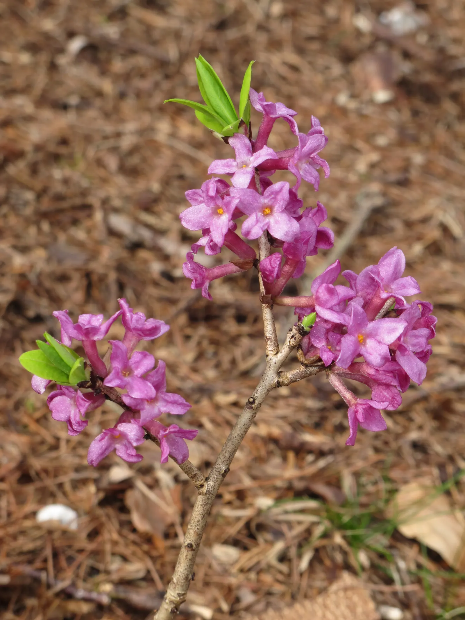 Winter Daphne (Daphne Odora) — shrub for half; fragrant blossoms but also serves as an aromatic indulgence in any garden, image 57