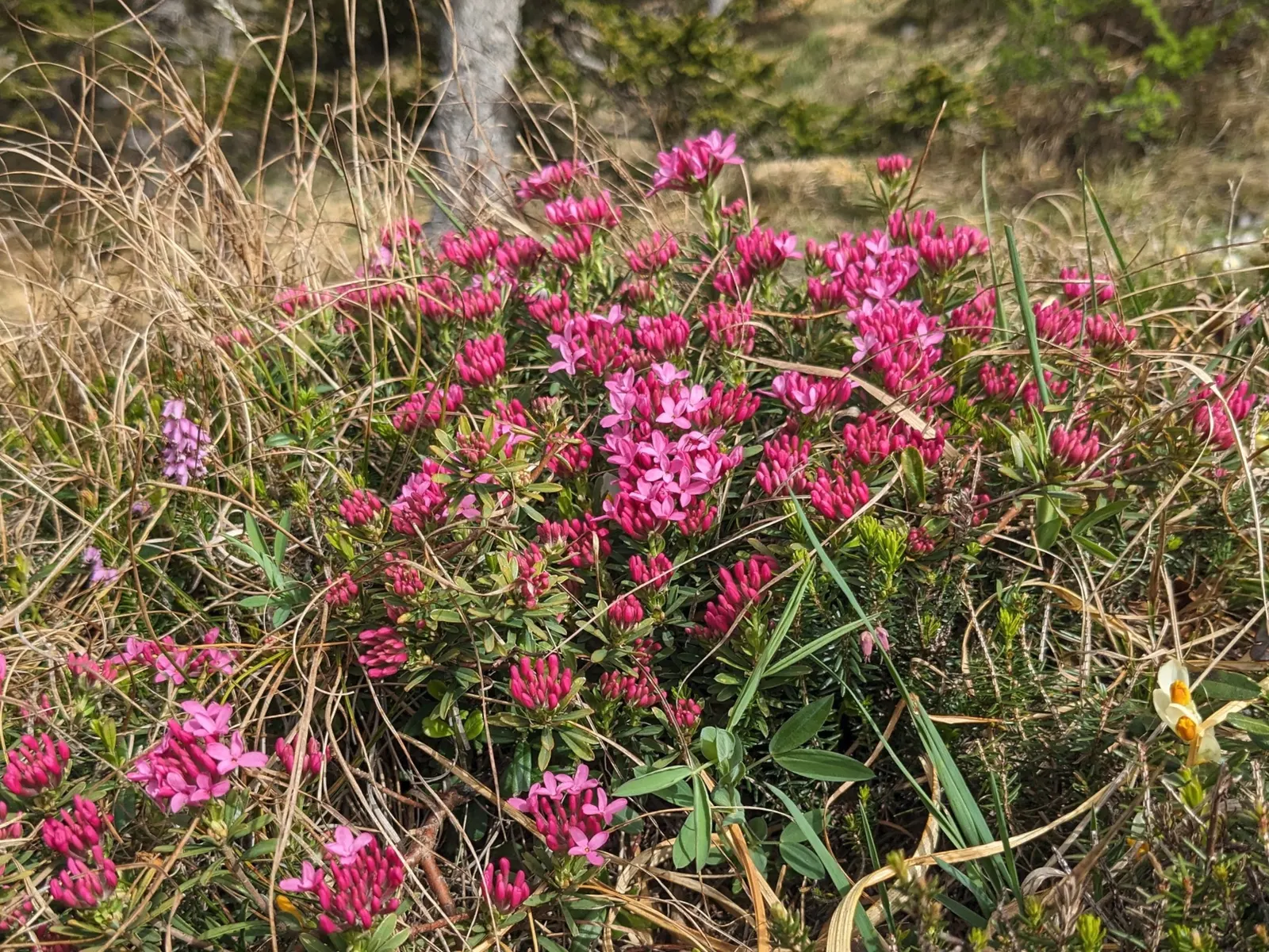 Winter Daphne (Daphne Odora) — It thrives best in partial shade