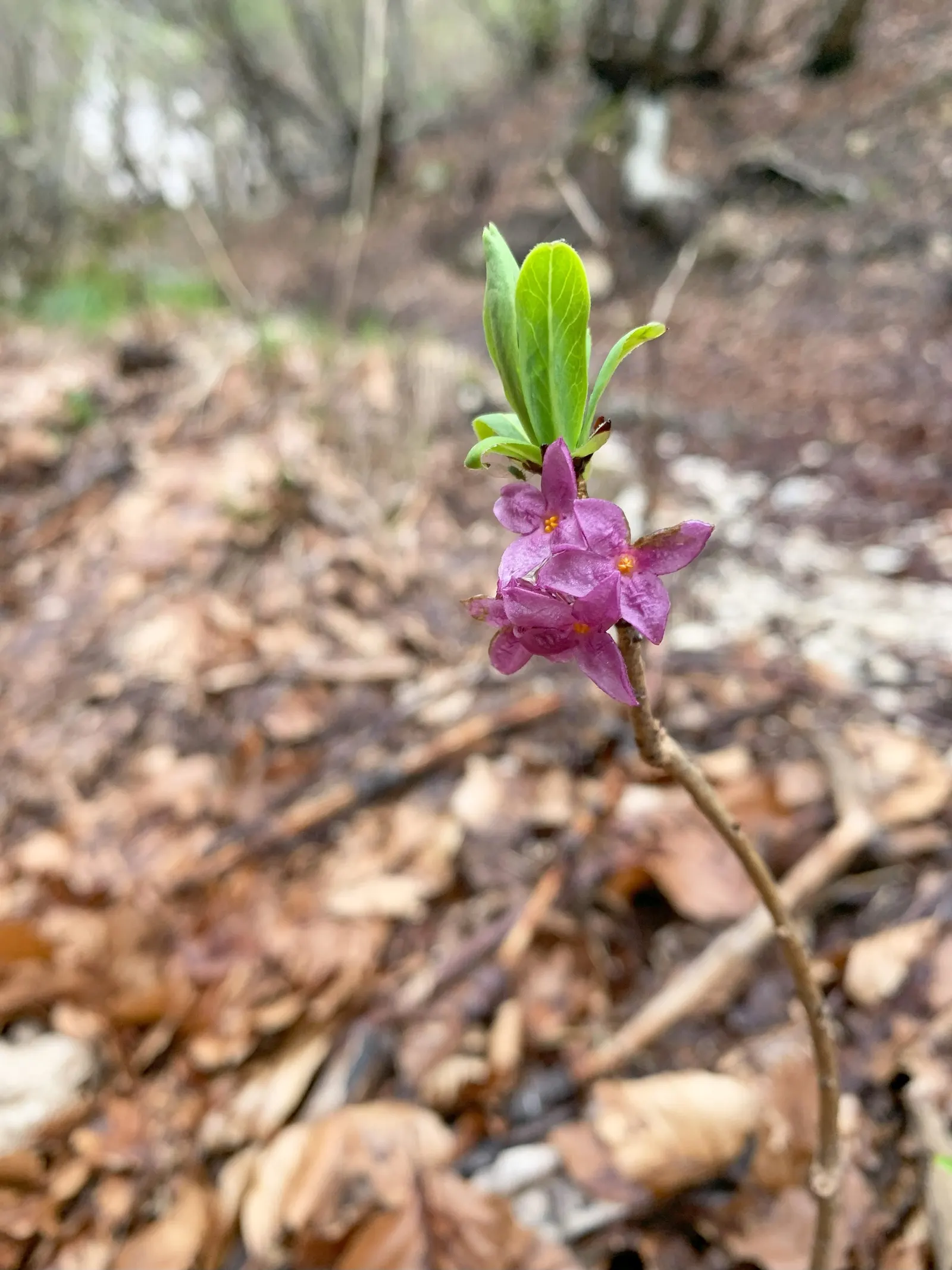 Winter Daphne (Daphne Odora) — it is best to choose a suitable location from the outset as it does not respond well to transplanting; sensory, image 53