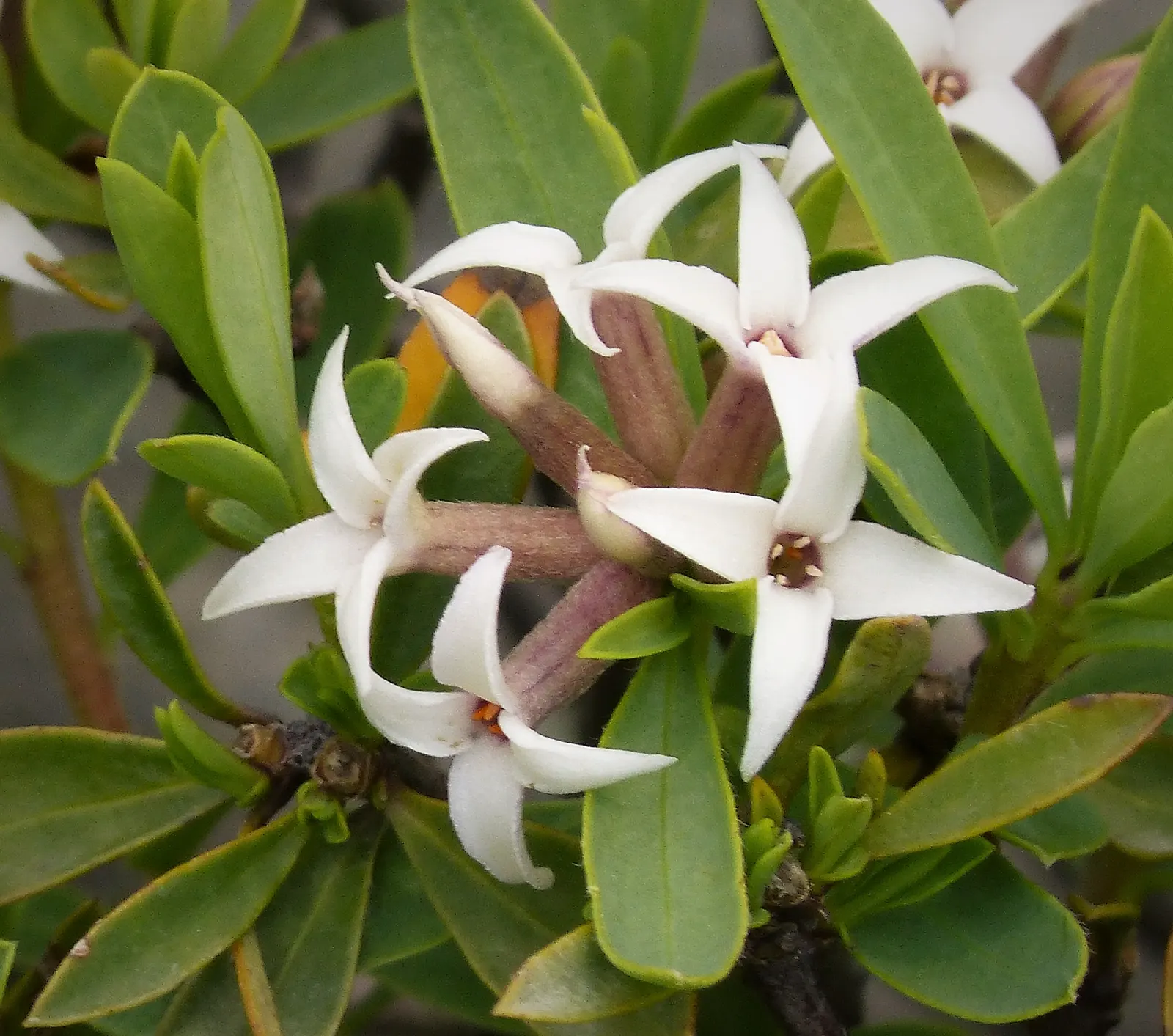 Winter Daphne (Daphne Odora) — It thrives best in partial shade; shrub for half, image 52