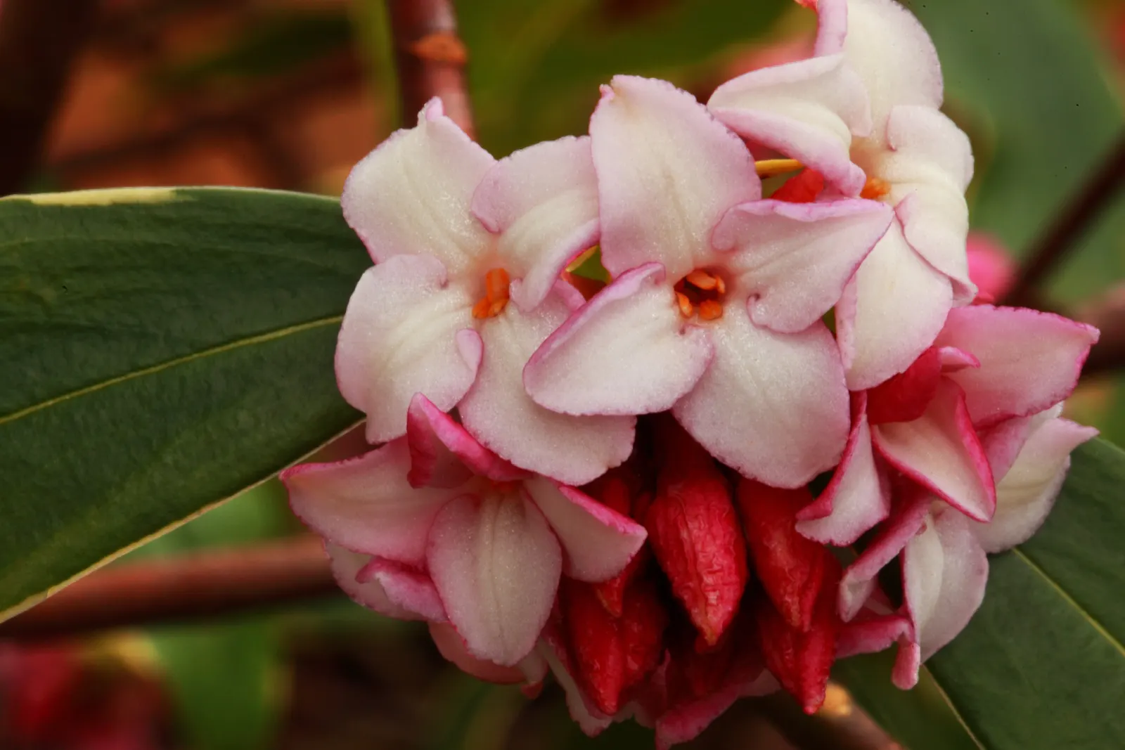 Winter Daphne (Daphne Odora) — offering a delightful burst of color amidst the dormant season