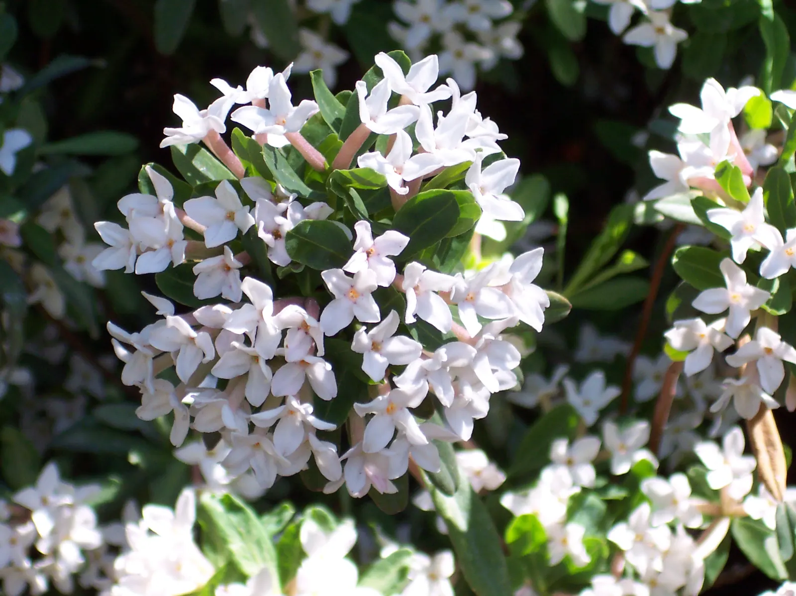 Winter Daphne (Daphne Odora) — green leaves set the stage for clusters of purple-tinged