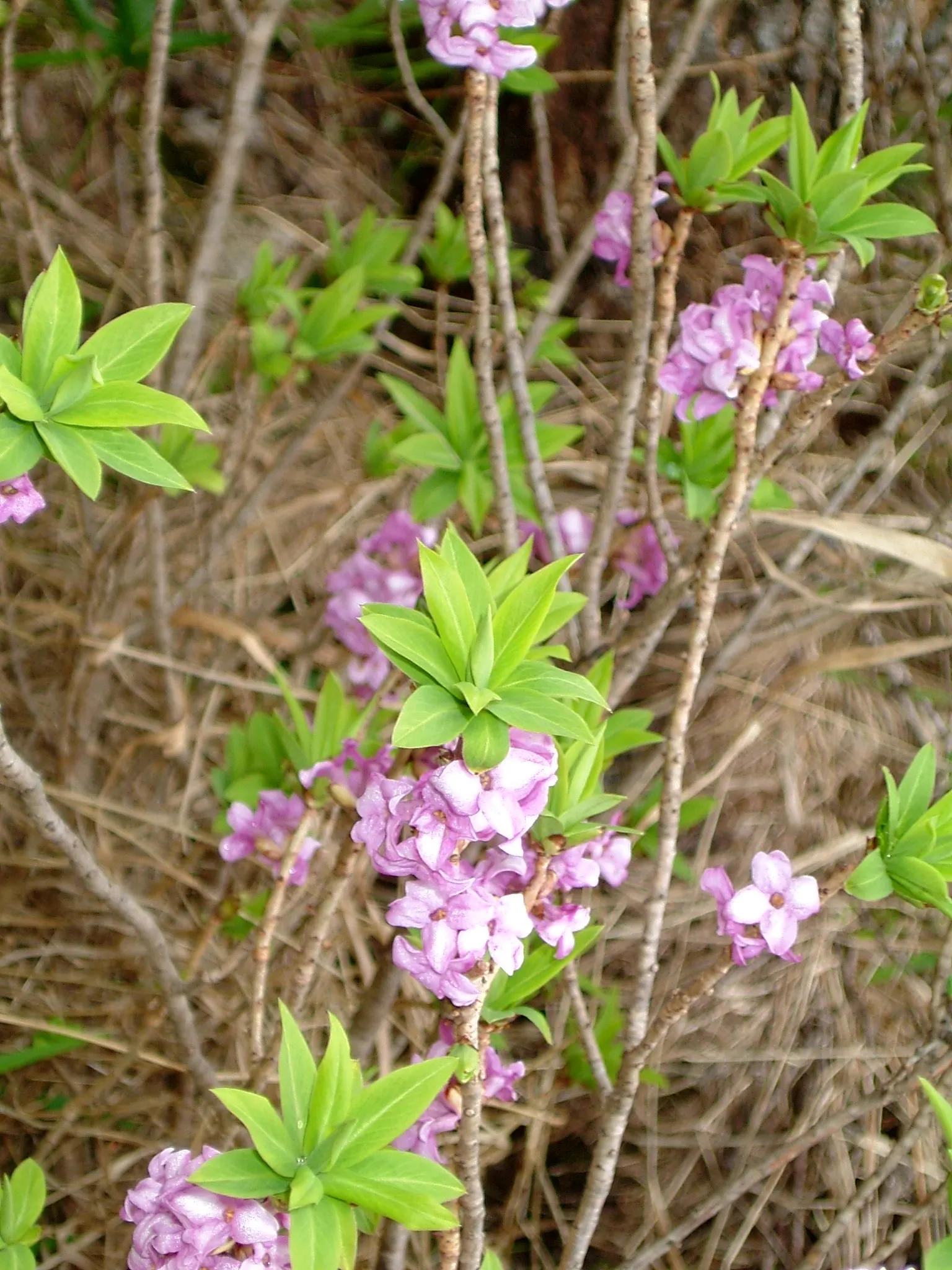Winter Daphne (Daphne Odora) — Winter Daphne (Daphne odora) is an evergreen shrub renowned for its intoxicating fragrance