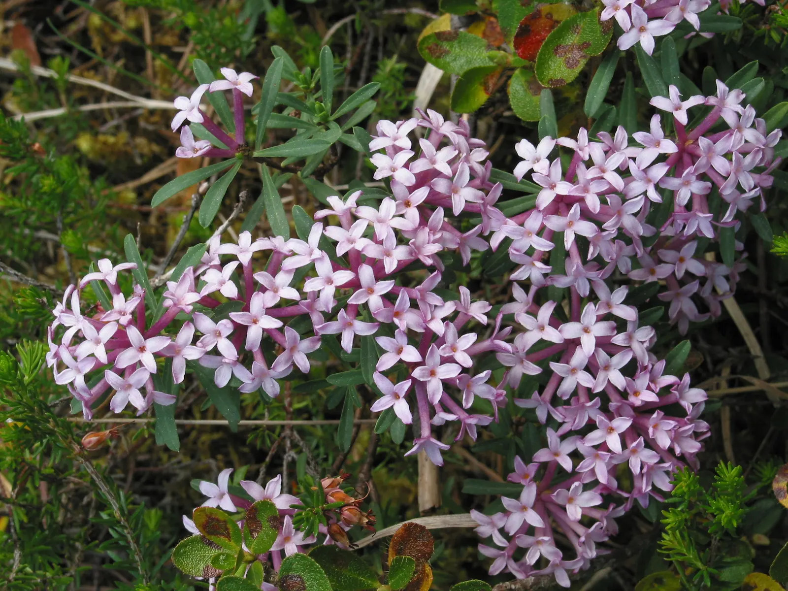 Winter Daphne (Daphne Odora) — scientifically known as Daphne odora; it is best to choose a suitable location from the outset as it does not, image 65