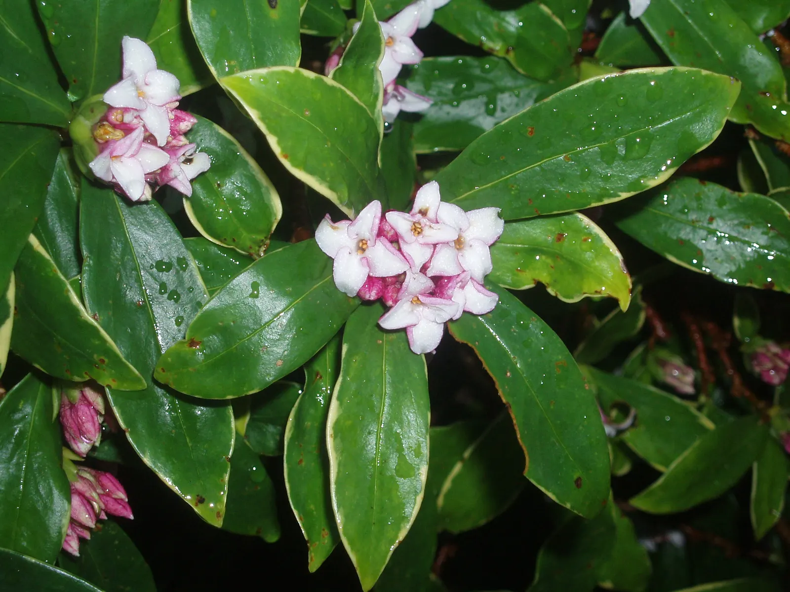 Winter Daphne (Daphne Odora) — pink flowers in the garden; it thrives in partial shade and well-drained soils, reaching 3-4 feet in height and, image 55