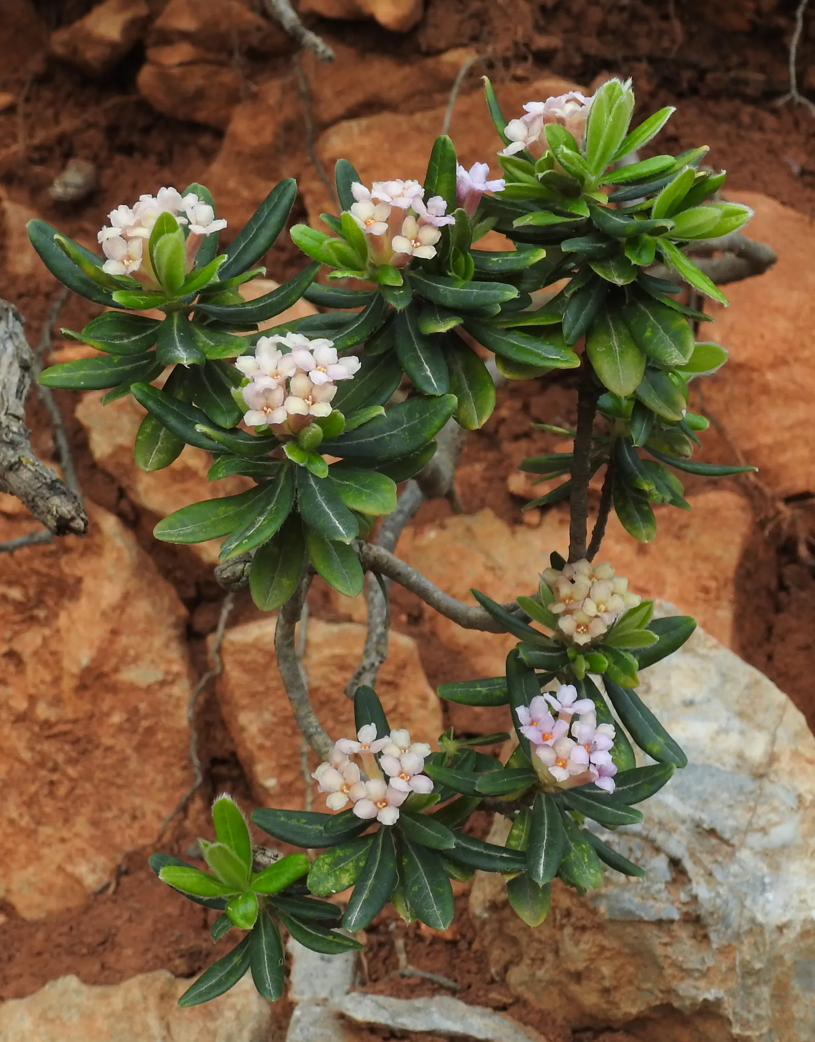 Winter Daphne (Daphne Odora) — Ideal for borders or as a specimen plant; providing a lush backdrop for the delicate flowers.<br><br>For optimal, image 62