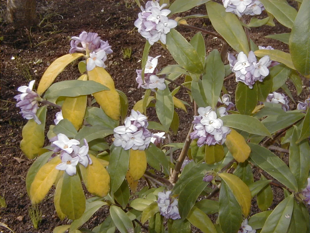 Winter Daphne (Daphne Odora) — sensory addition to any garden; scientifically known as Daphne odora