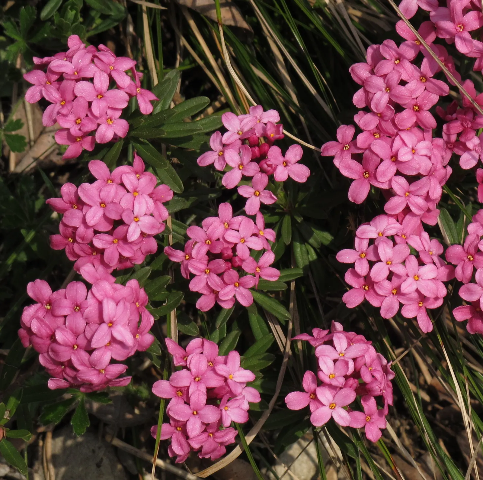 Winter Daphne (Daphne Odora) — green leaves set the stage for clusters of purple-tinged; shrub with pink blooms, image 60