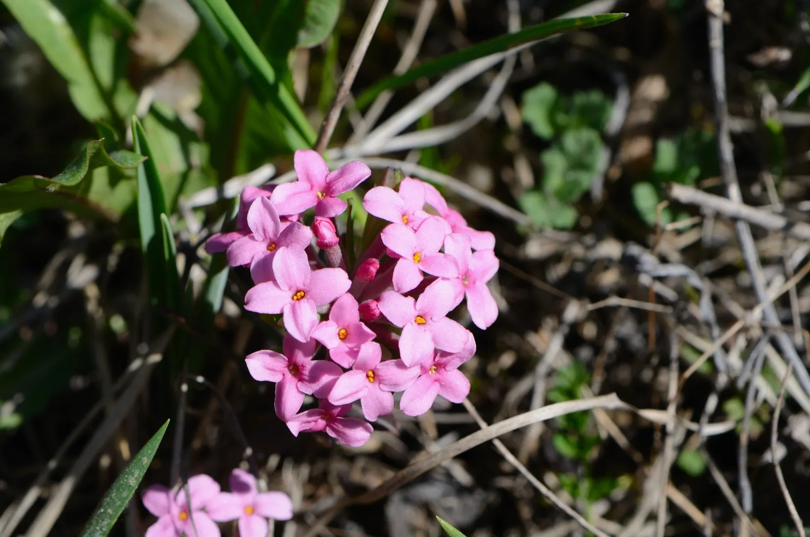 Winter Daphne (Daphne Odora) — It thrives best in partial shade; shrub for half, image 71
