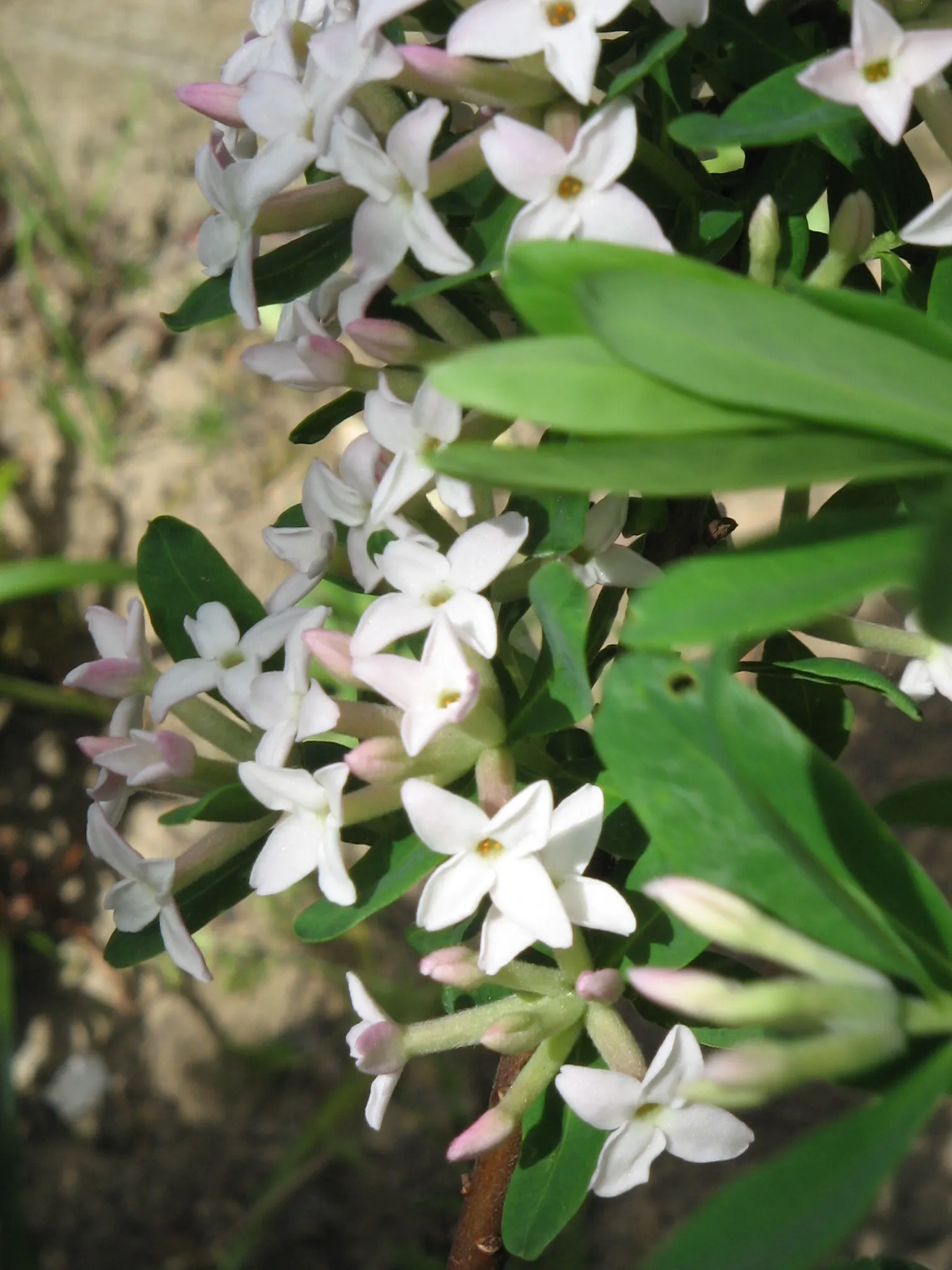 Winter Daphne (Daphne Odora) — sensory addition to any garden; scientifically known as Daphne odora, image 64