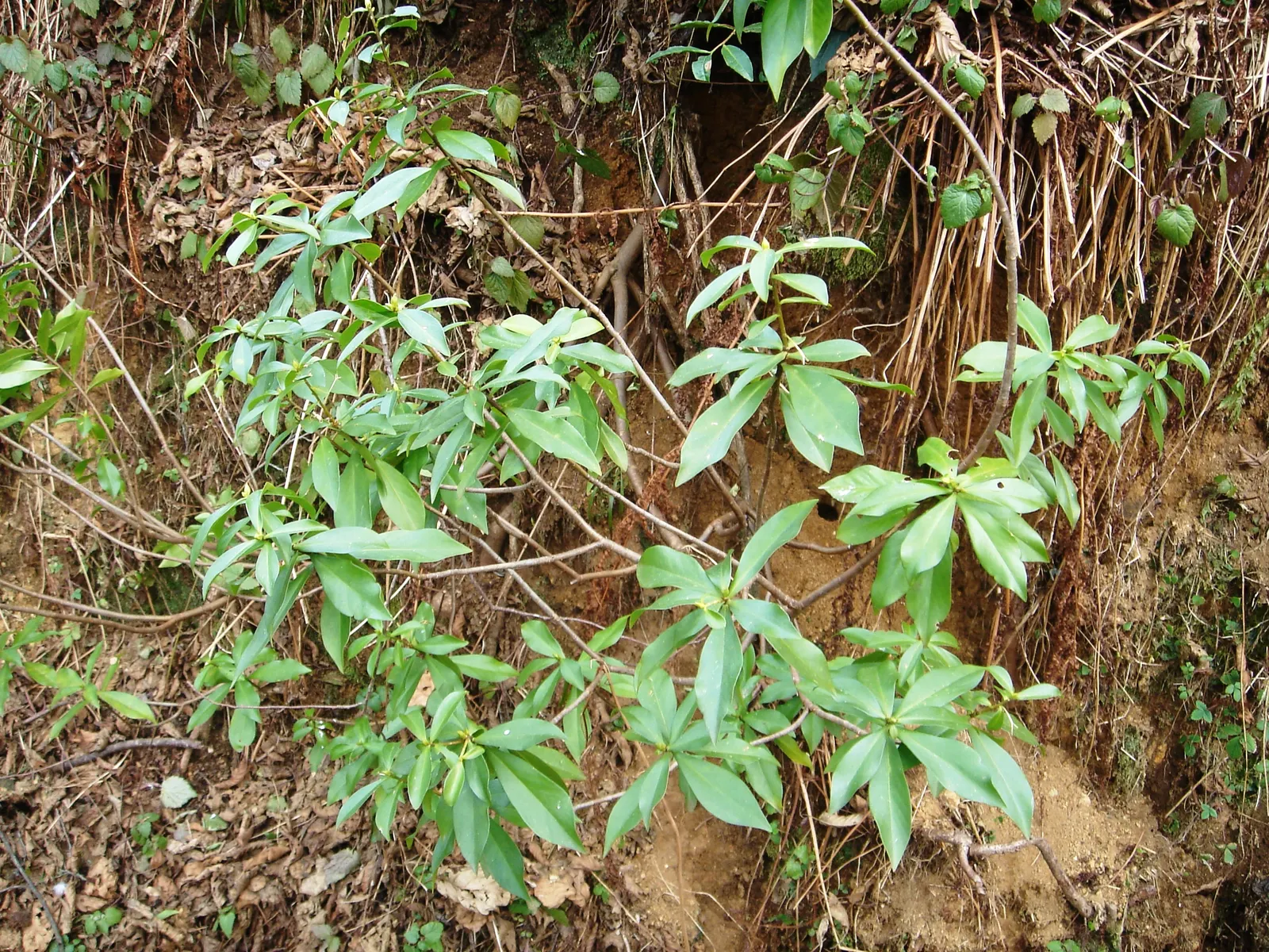 Winter Daphne (Daphne Odora) — It thrives best in partial shade; shrub for half