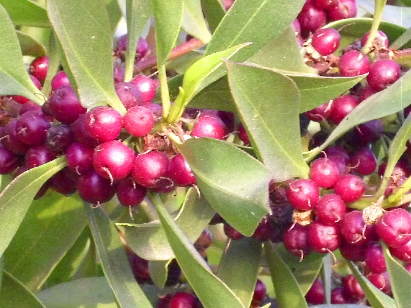 Winter Daphne (Daphne Odora) — Its foliage is rich and glossy; ideal for borders or as a specimen plant