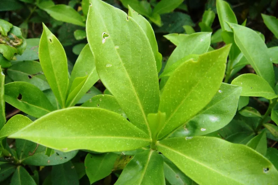Winter Daphne (Daphne Odora) — providing a lush backdrop for the delicate flowers.<br><br>For optimal growth; its foliage is rich and glossy