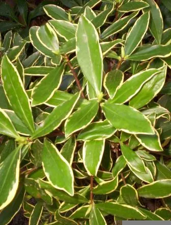 Winter Daphne (Daphne Odora) — it requires minimal pruning and offers a low-maintenance; winter Daphne (Daphne odora) is an evergreen shrub, image 63