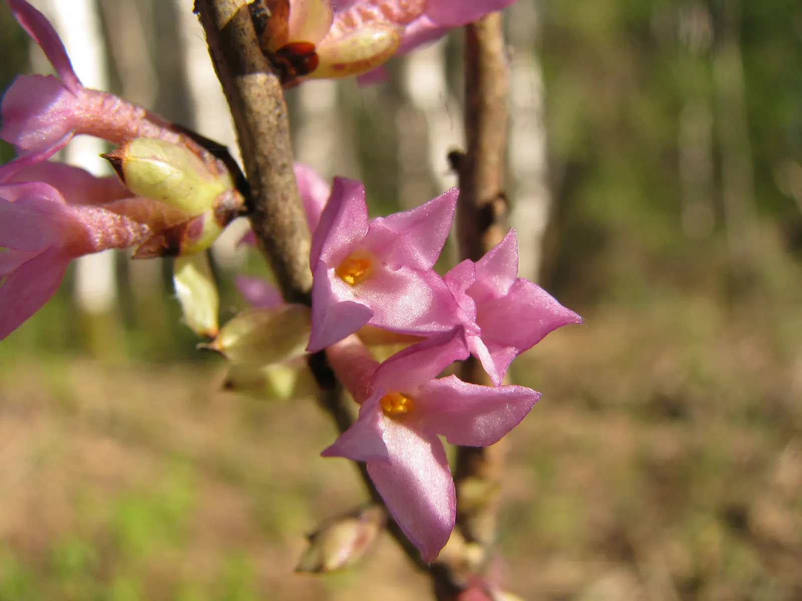 Winter Daphne (Daphne Odora) — offering a delightful burst of color amidst the dormant season, image 67