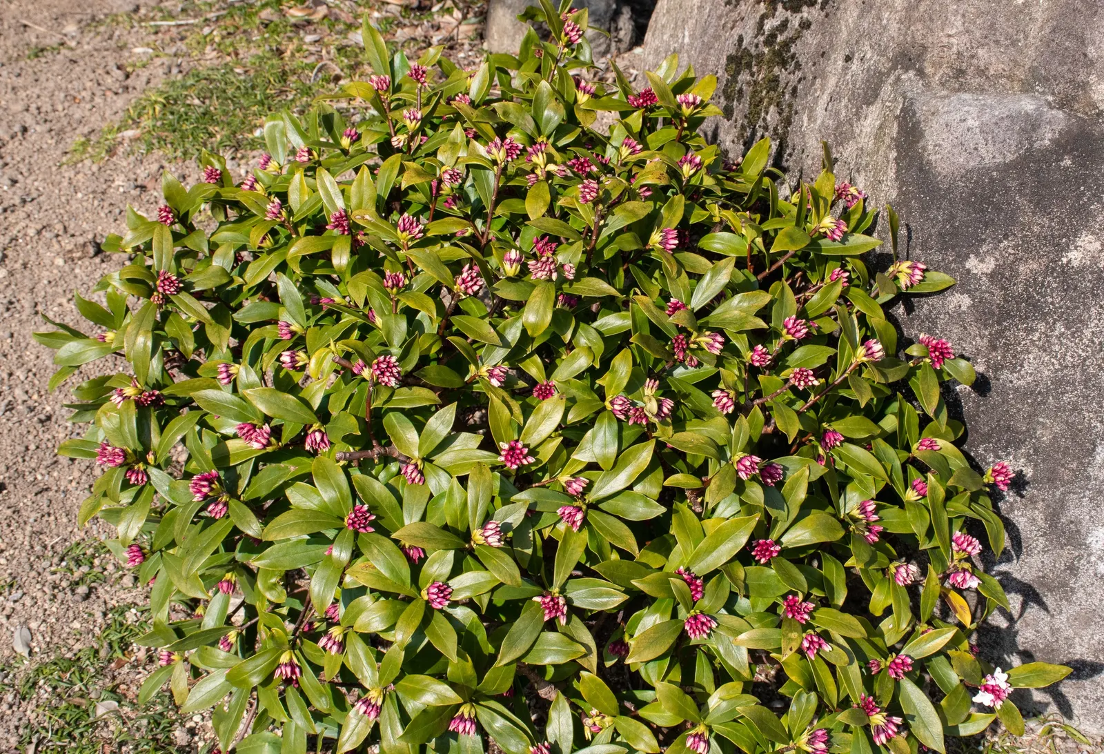 Winter Daphne (Daphne Odora) — The small blooms are typically a pale pink to white hue; pink flowers in the garden, image 68