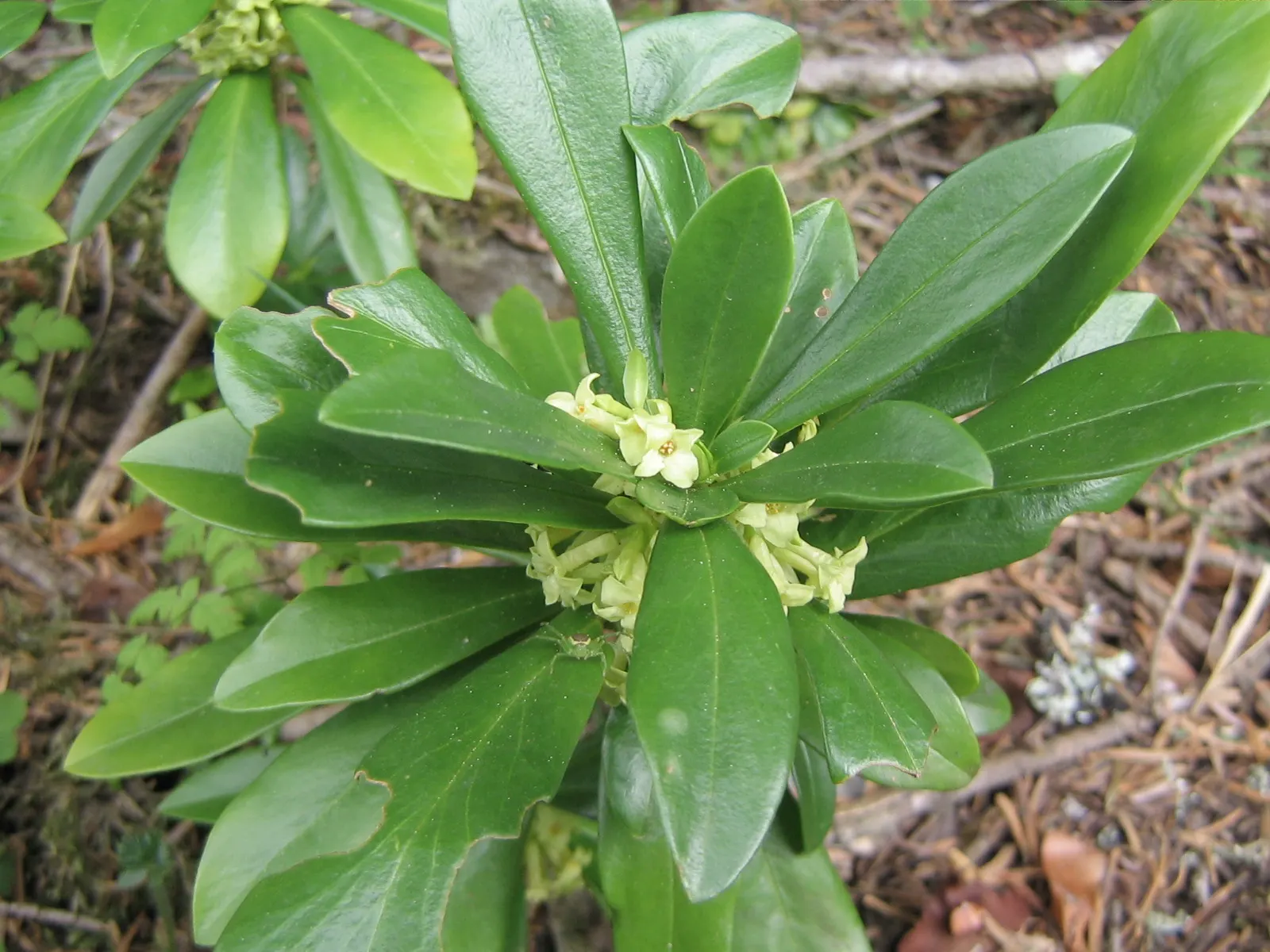 Winter Daphne (Daphne Odora) — providing a lush backdrop for the delicate flowers.<br><br>For optimal growth; its foliage is rich and glossy, image 70