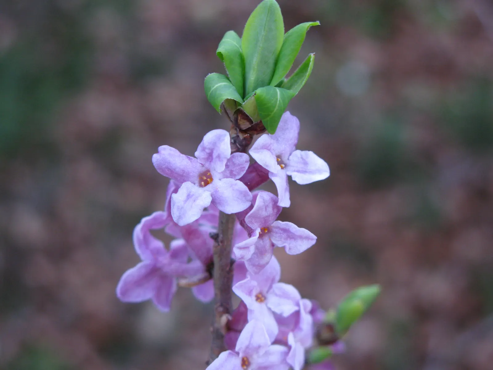 Winter Daphne (Daphne Odora) — Its foliage is rich and glossy; ideal for borders or as a specimen plant, image 69
