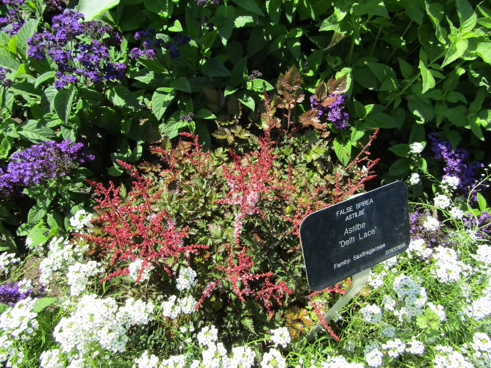 Delft Lace False Spirea (Astilbe 'Delft Lace') — Reaching up to 24-36 inches in height and spreading 18-24 inches