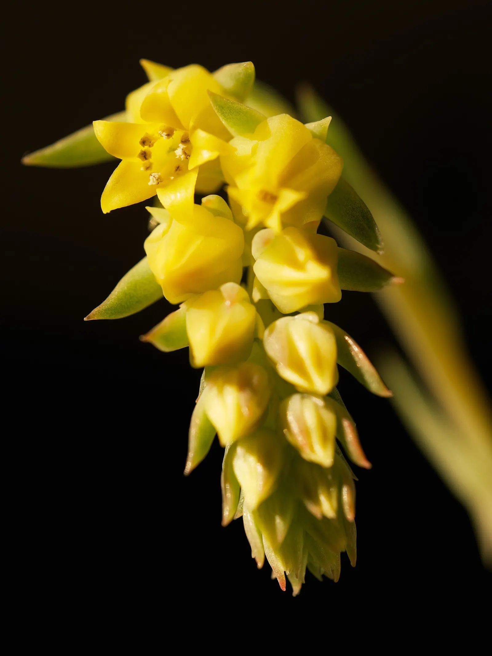 Pulido's Echeveria (Echeveria Pulidonis) — This evergreen perennial is native to Mexico