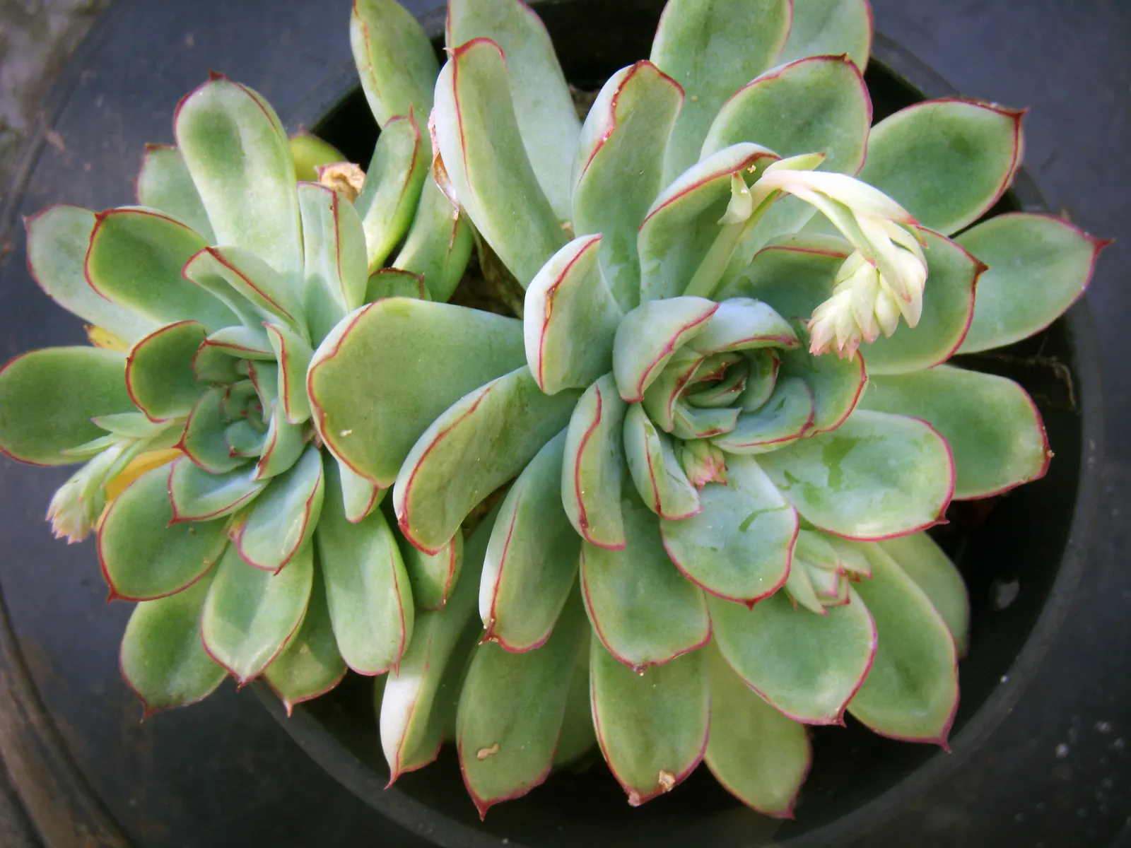 Pulido's Echeveria (Echeveria Pulidonis) — arching stalks that can reach over 8 inches in height