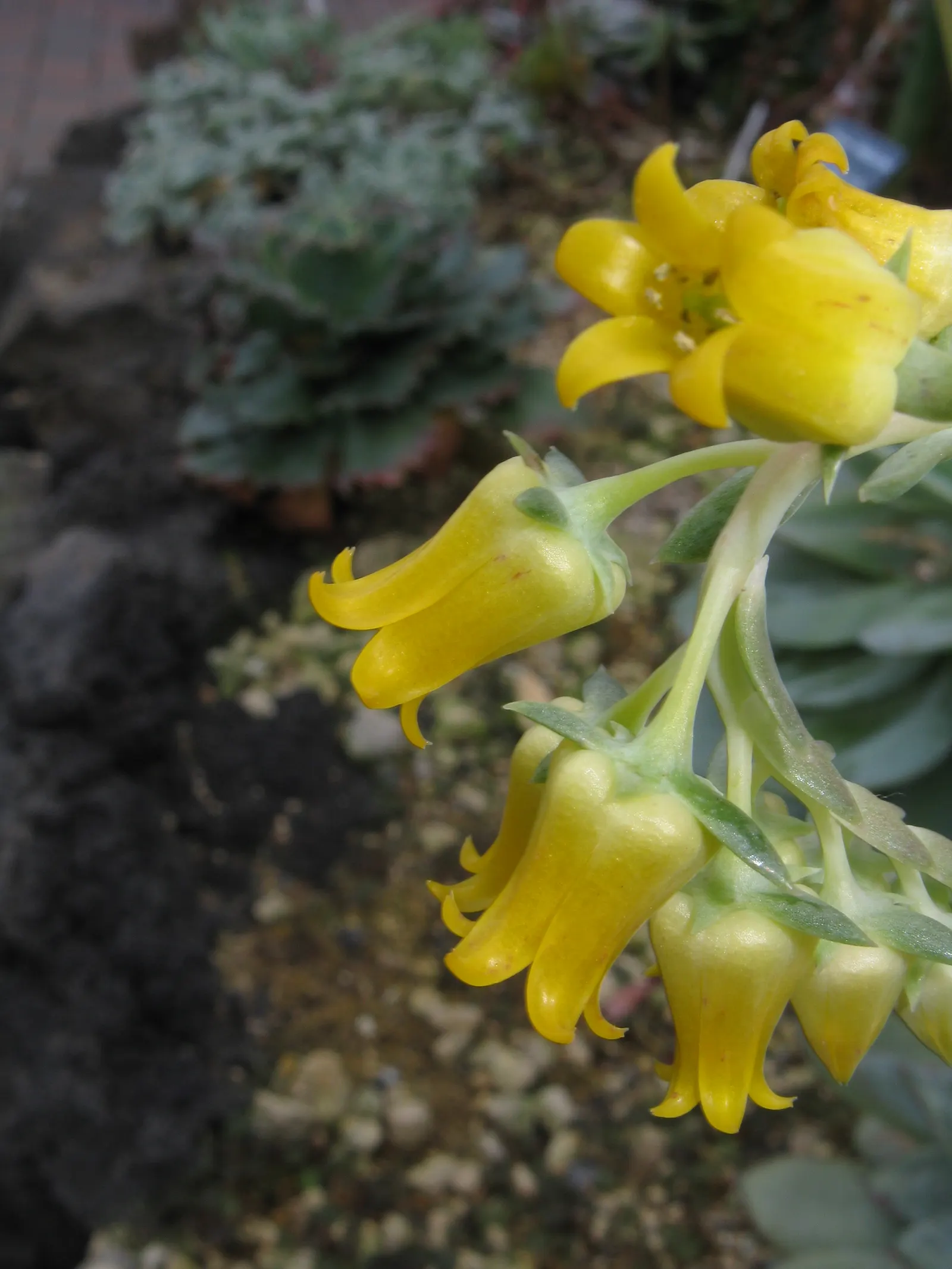 Pulido's Echeveria (Echeveria Pulidonis) — where it thrives in arid conditions