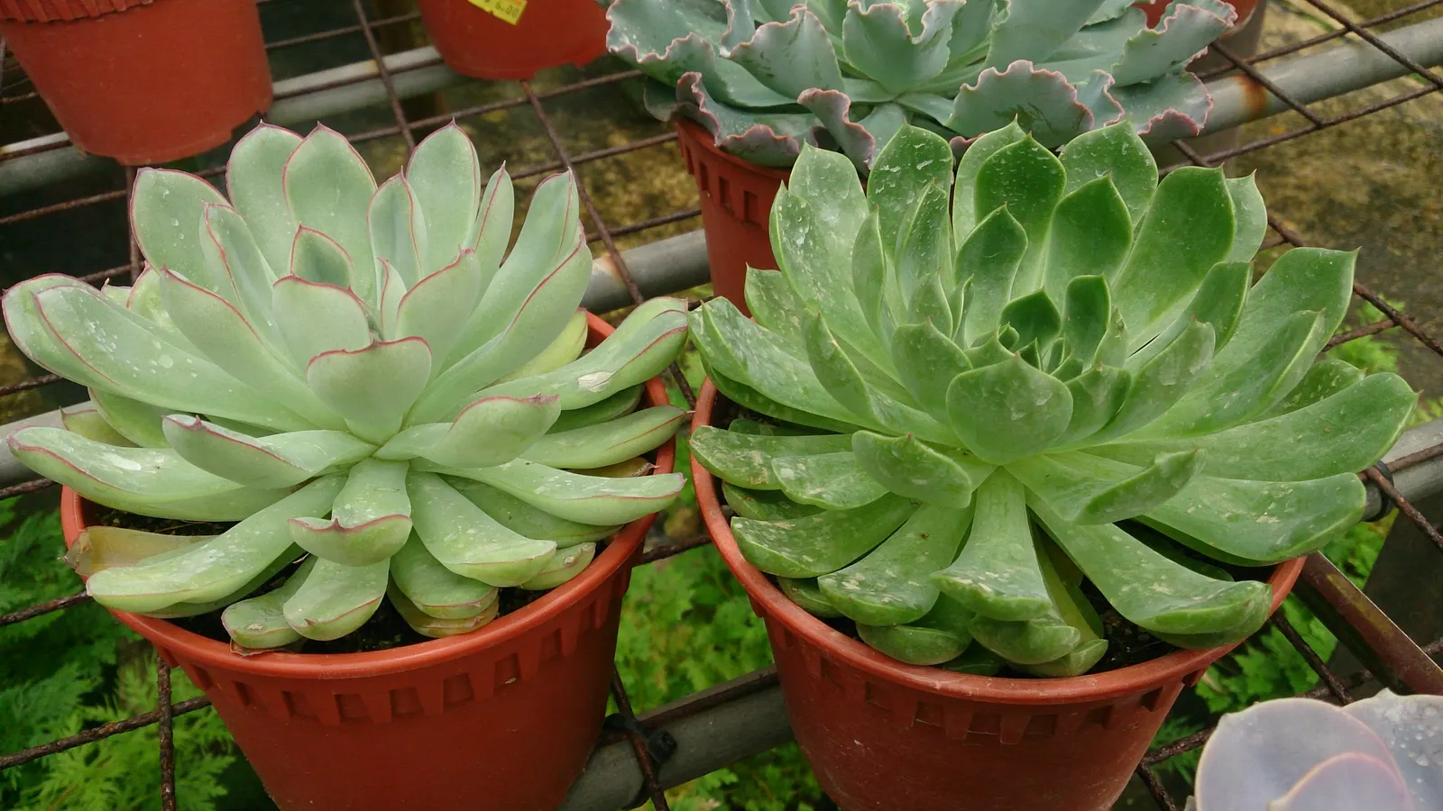 Pulido's Echeveria (Echeveria Pulidonis) — commonly known as Pulido's Echeveria; forming rosettes up to 5 inches across, it boasts a waxy, blue-green hue with