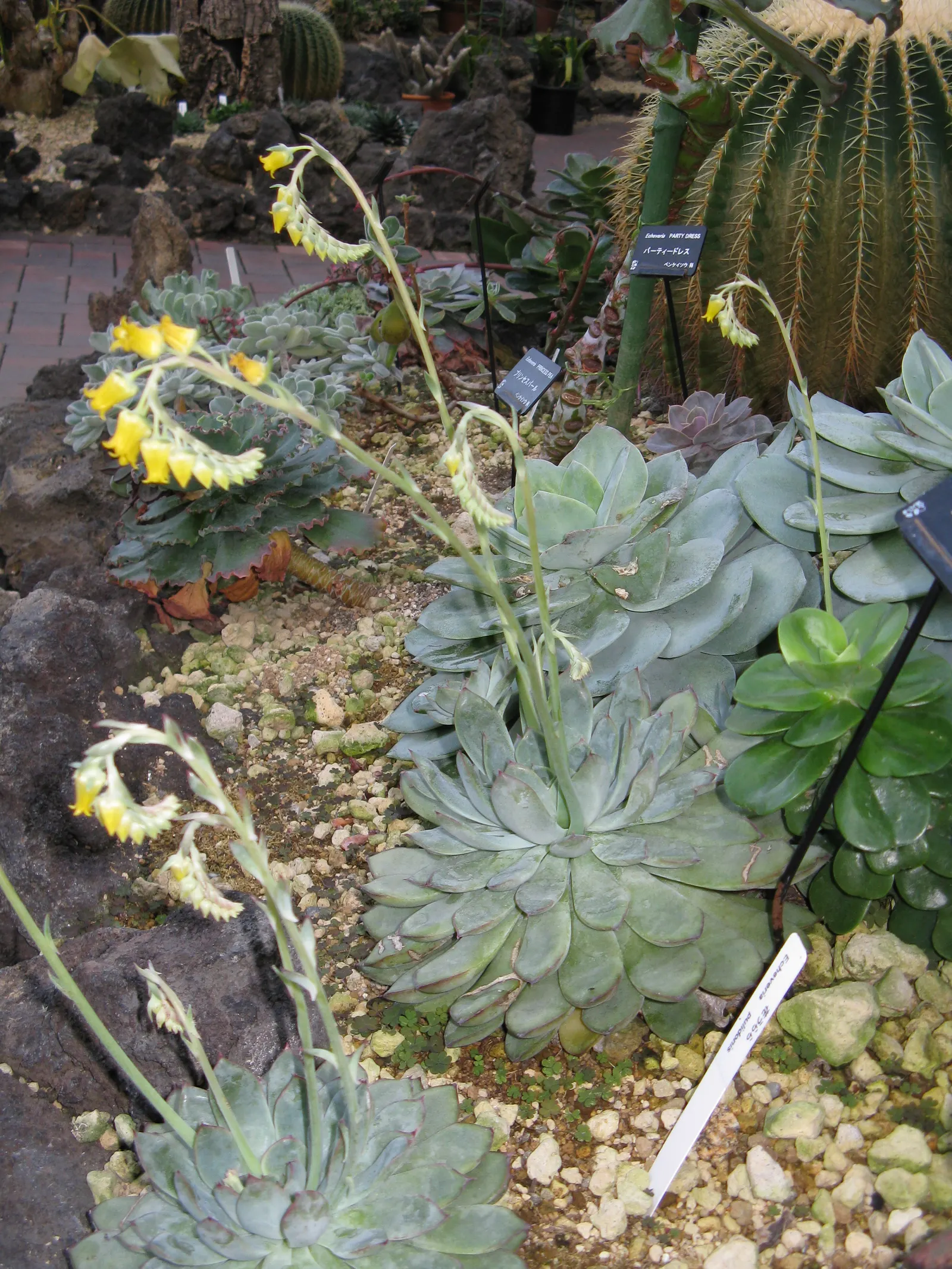 Pulido's Echeveria (Echeveria Pulidonis) — Echeveria pulidonis produces coral to pinkish-red flowers atop slender