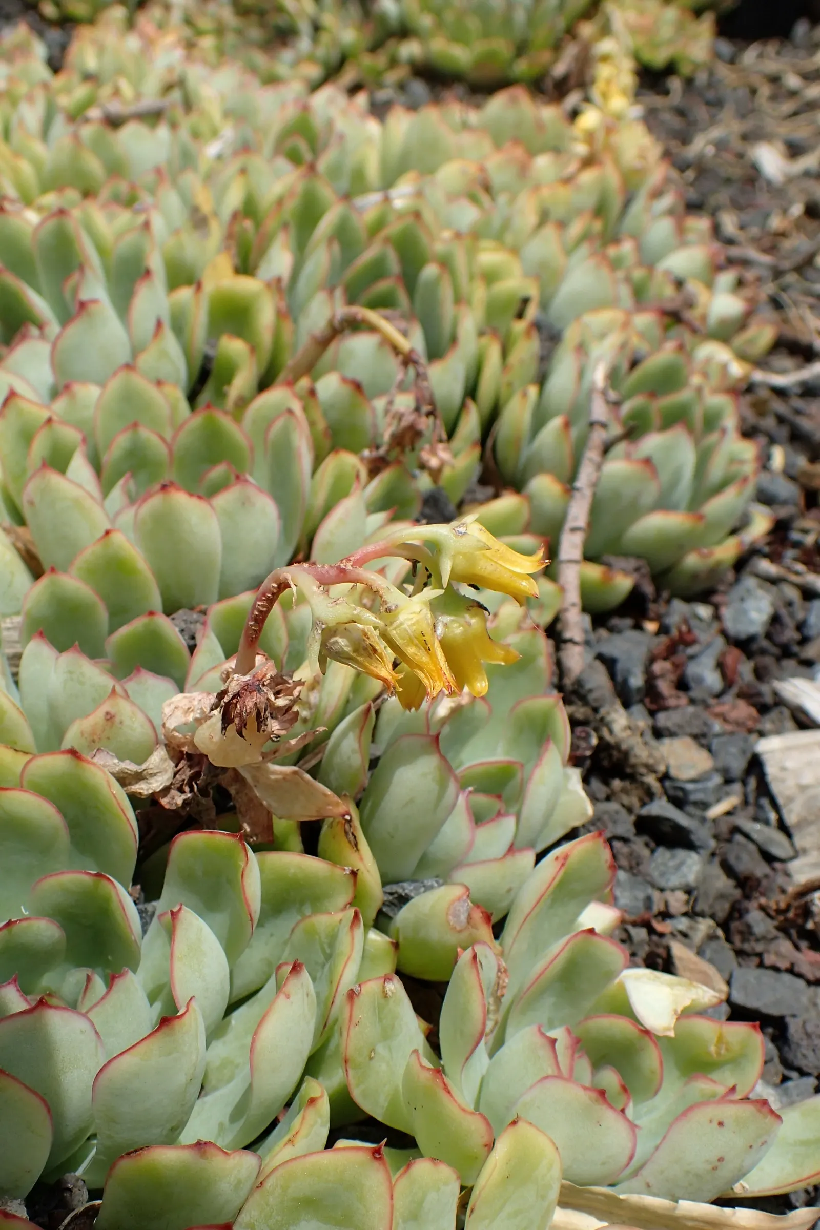 Pulido's Echeveria (Echeveria Pulidonis) — and requires minimal watering