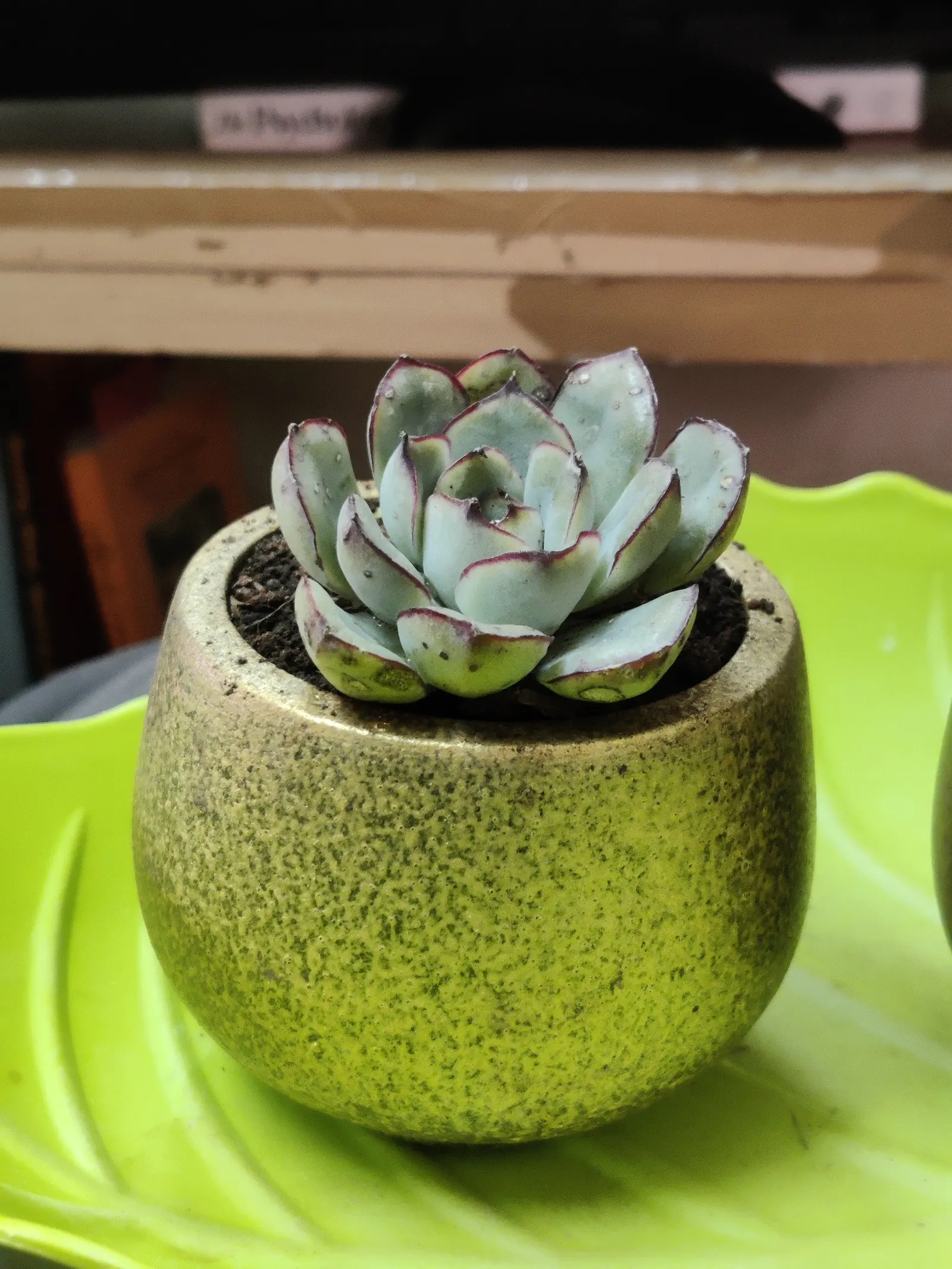Pulido's Echeveria (Echeveria Pulidonis) — During late winter to early spring