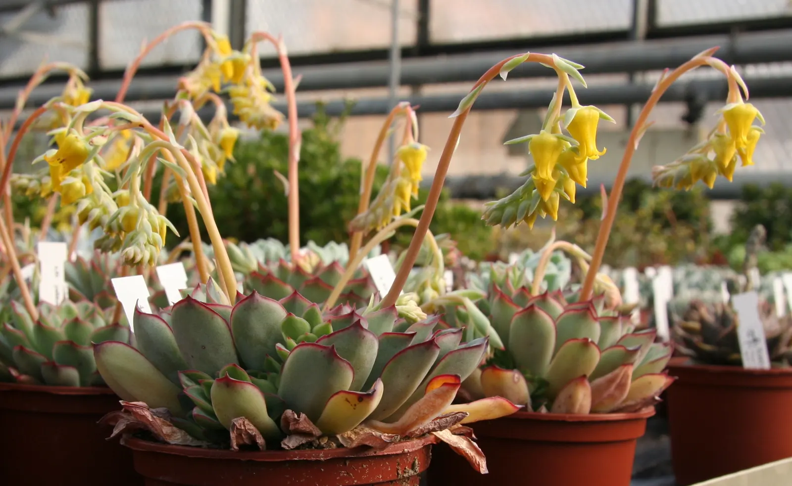 Pulido's Echeveria (Echeveria Pulidonis) — is an exceptional choice for easily adding visual interest and textural contrast to their garden space