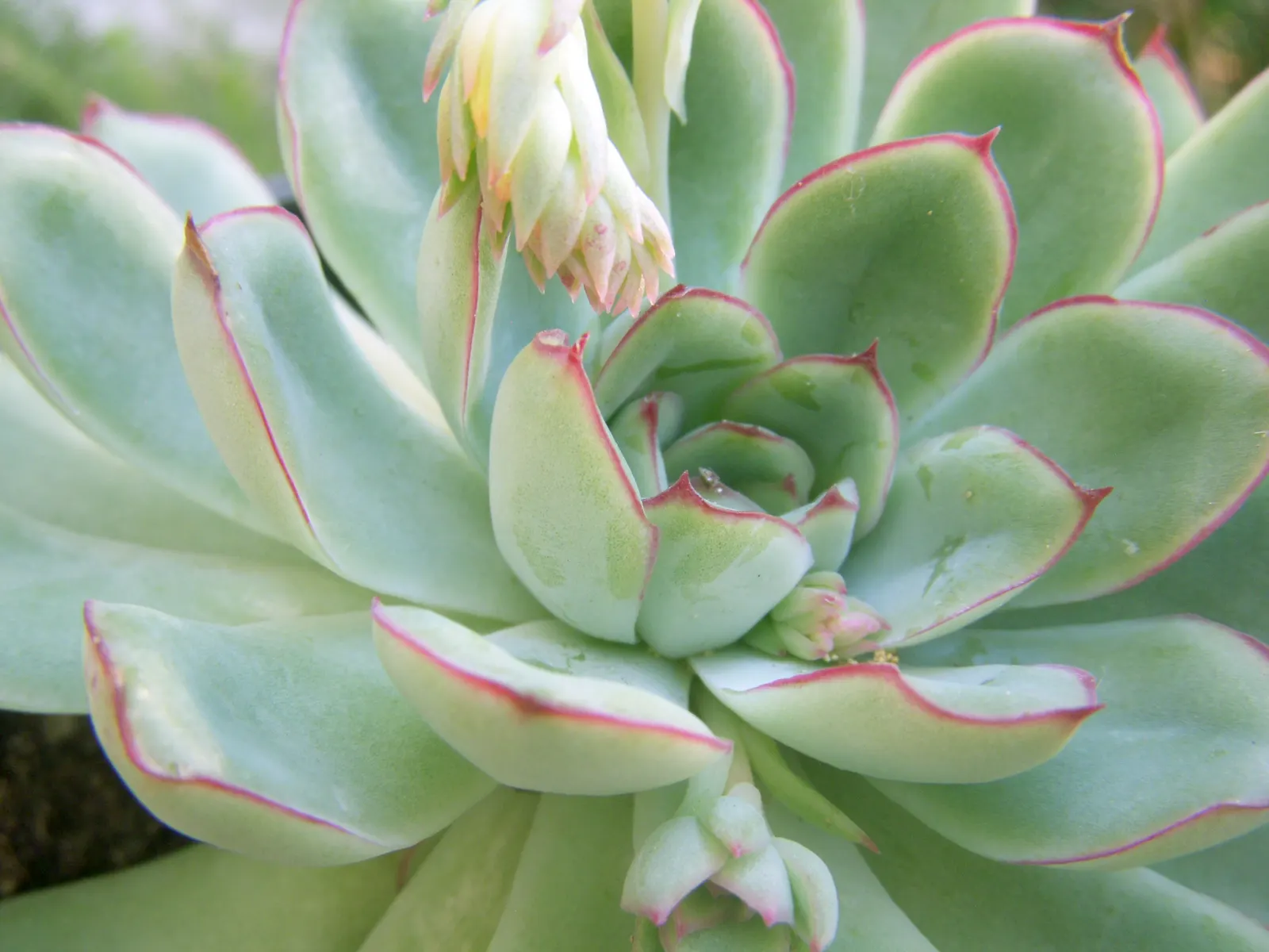 Pulido's Echeveria (Echeveria Pulidonis) — When incorporating Pulido's Echeveria into landscape designs