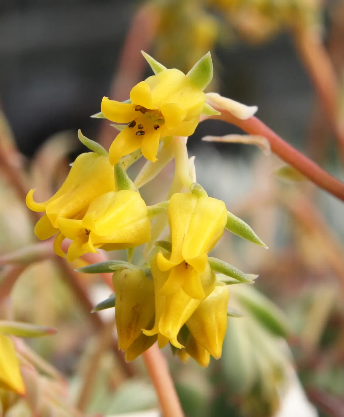 Pulido's Echeveria (Echeveria Pulidonis) — It is capable of withstanding temperatures down to about 20&deg;F (-6.7&deg;C)