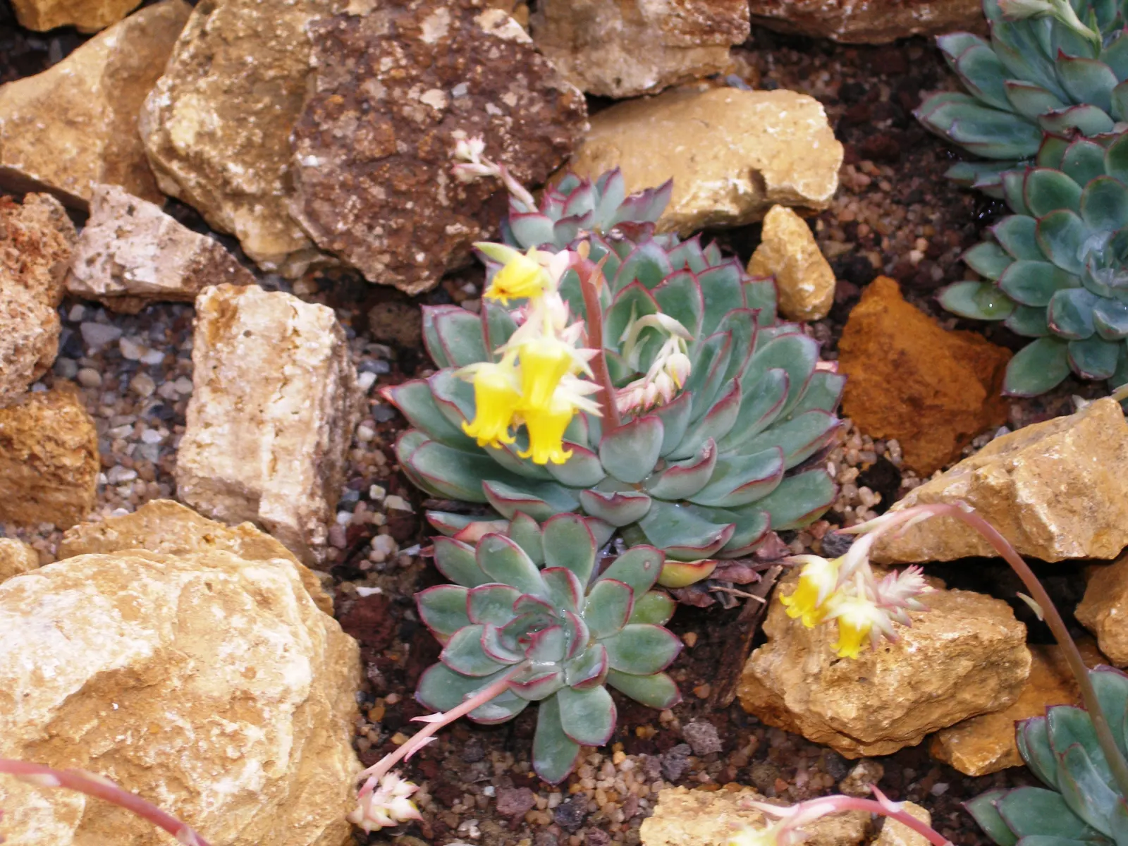 Pulido's Echeveria (Echeveria Pulidonis) — succulent for full or half