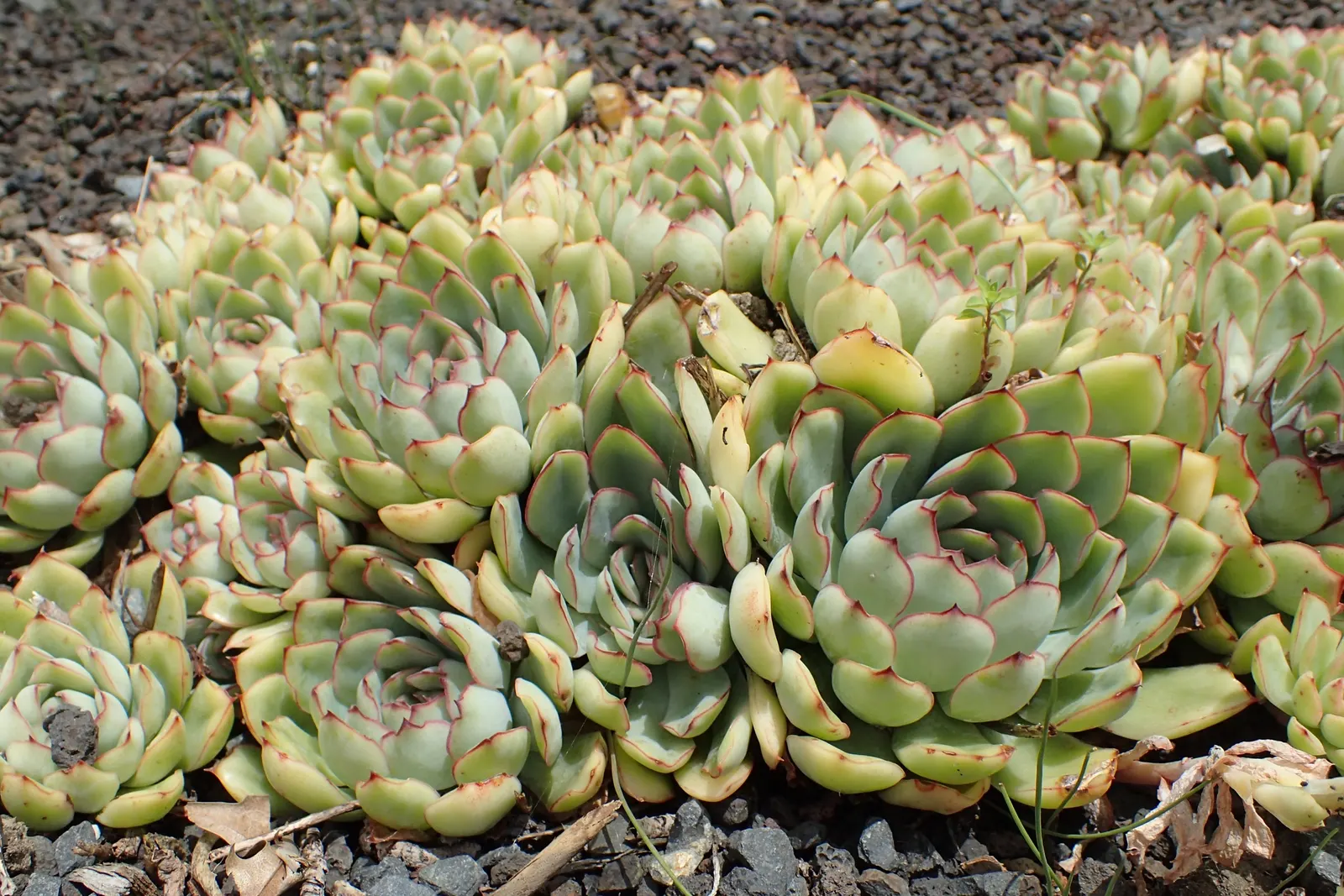 Pulido's Echeveria (Echeveria Pulidonis) — allowing the soil to fully dry between watering