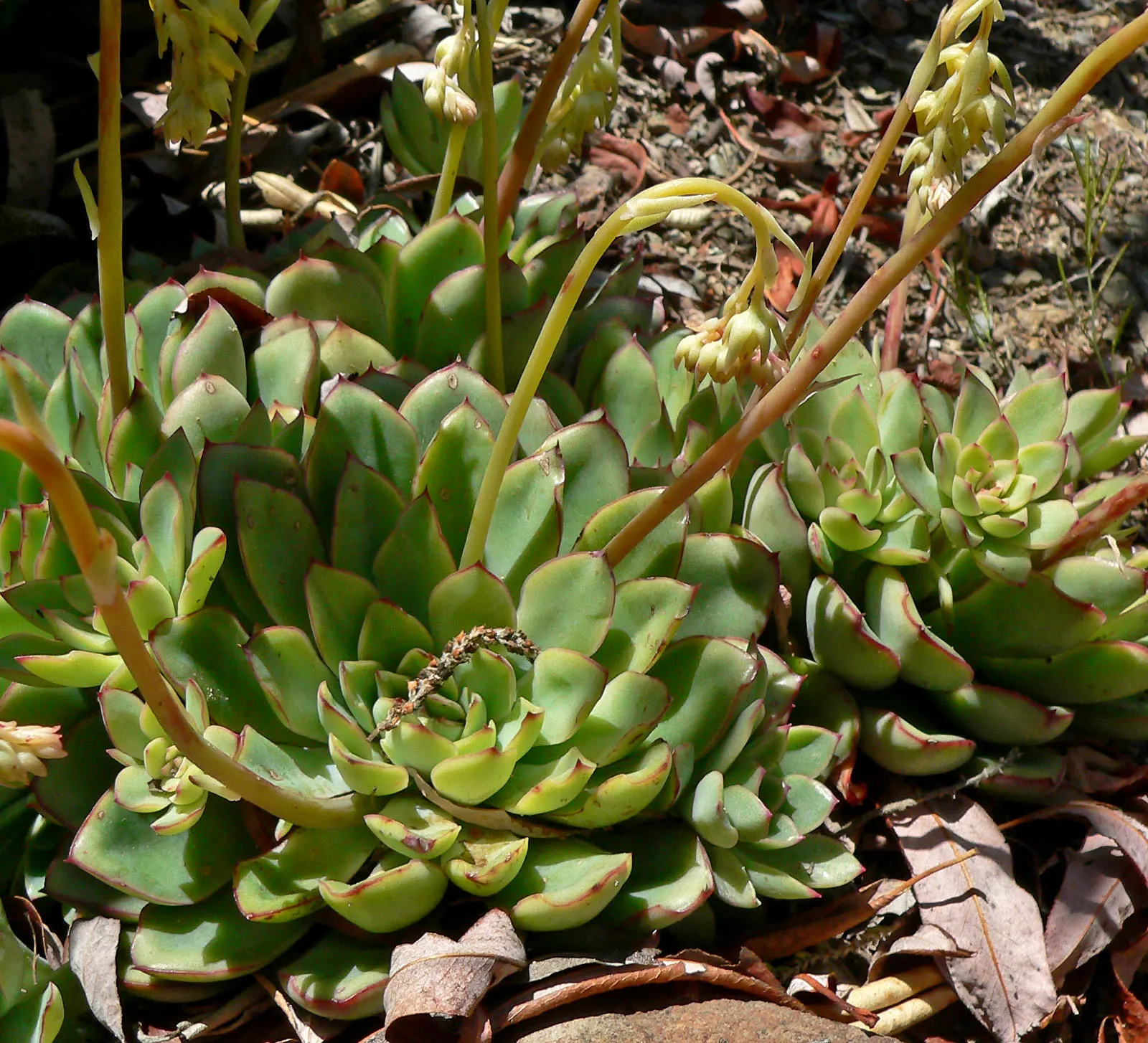 Pulido's Echeveria (Echeveria Pulidonis) — Blooms yellow flowers in spring