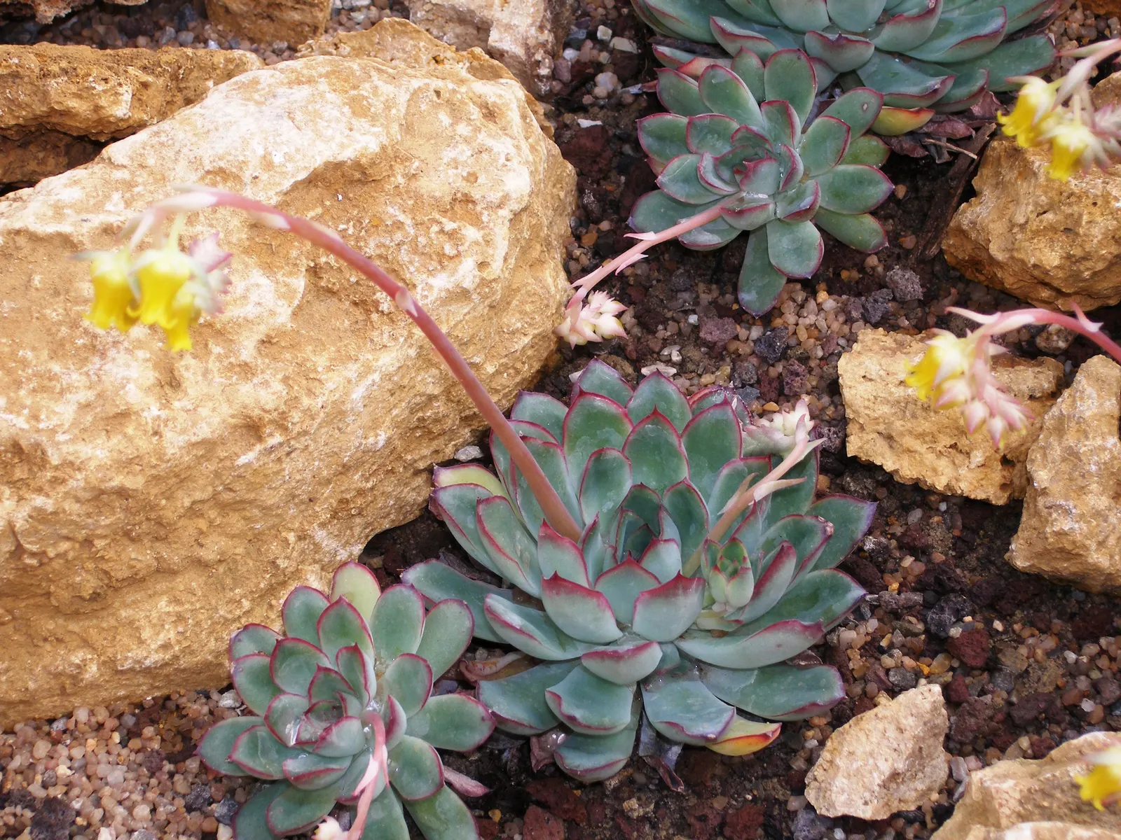 Pulido's Echeveria (Echeveria Pulidonis) — prefers well-drained soil