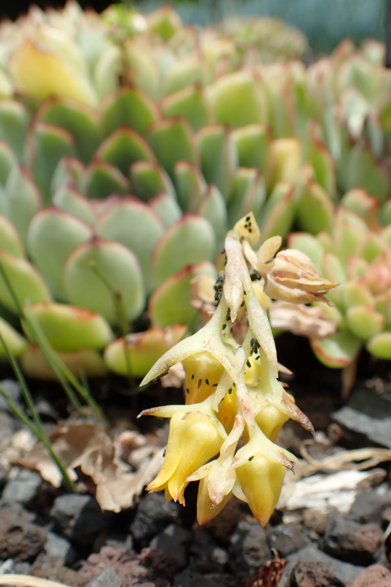 Pulido's Echeveria (Echeveria Pulidonis) — fleshy leaves with a distinctive red rim; when incorporating Pulido's Echeveria into landscape designs