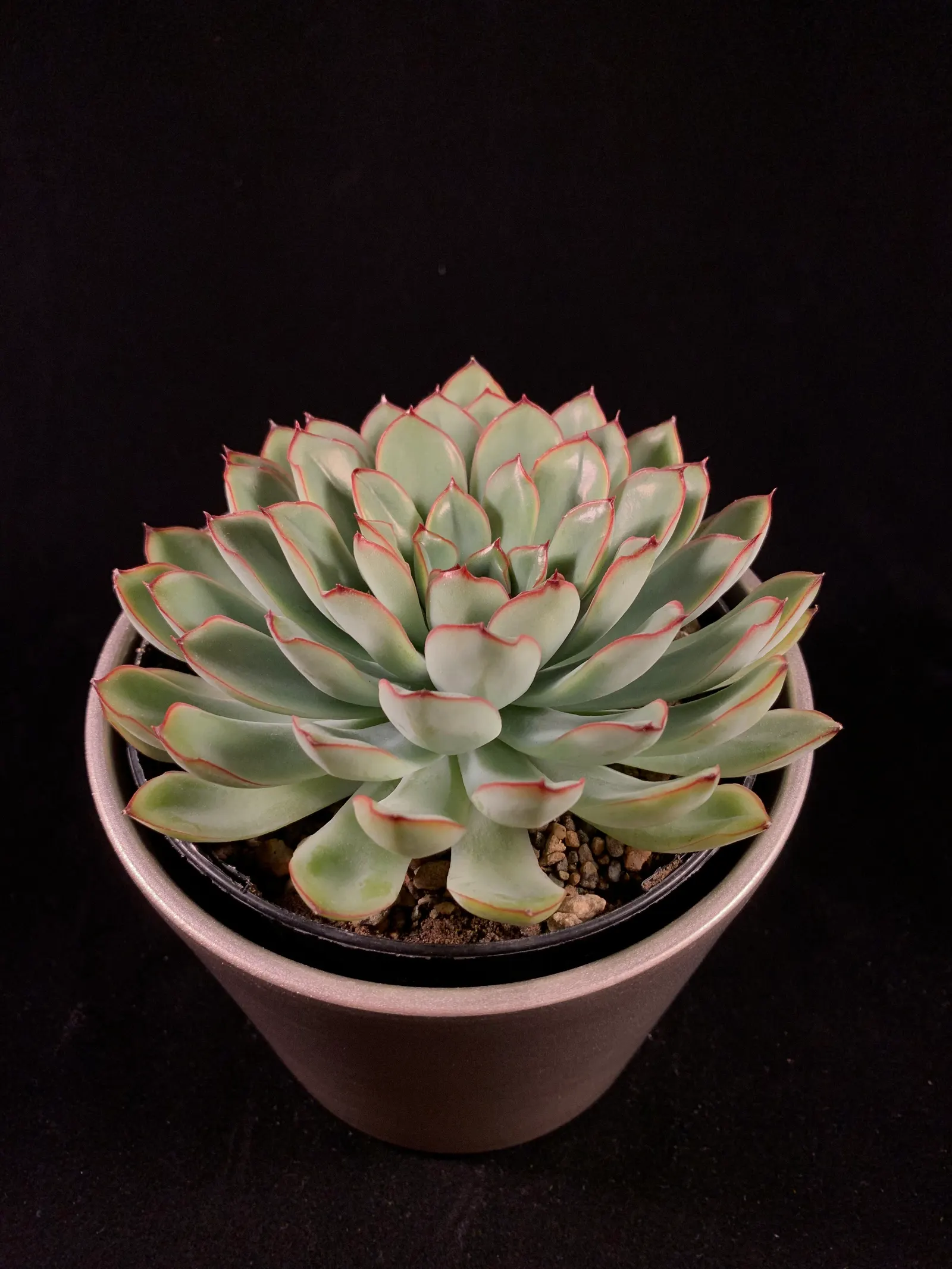 Pulido's Echeveria (Echeveria Pulidonis) — with spoon-shaped leaves that boast a distinctive powdery-blue-green hue