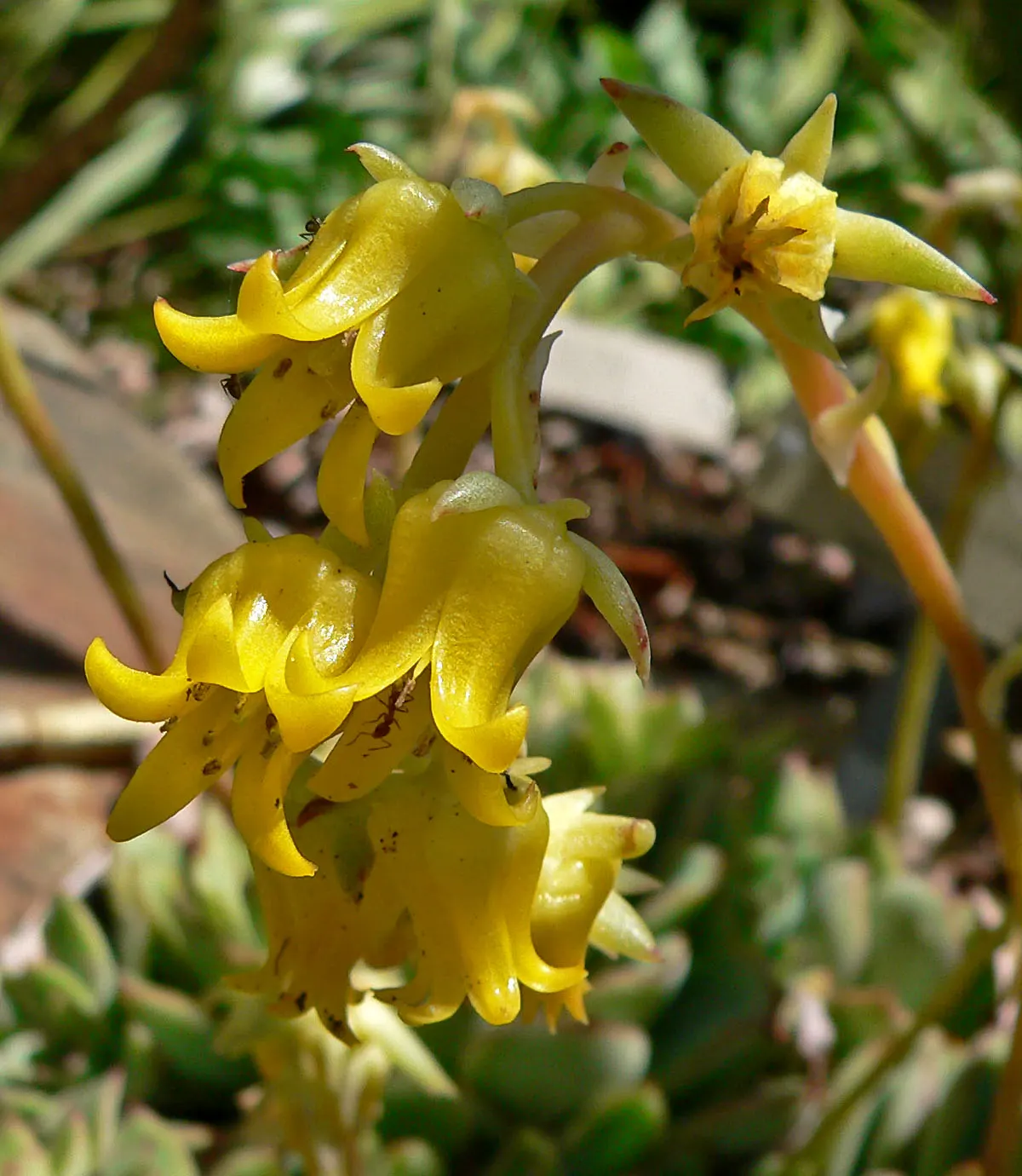 Pulido's Echeveria (Echeveria Pulidonis) — commonly referred to as Pulido's Echeveria