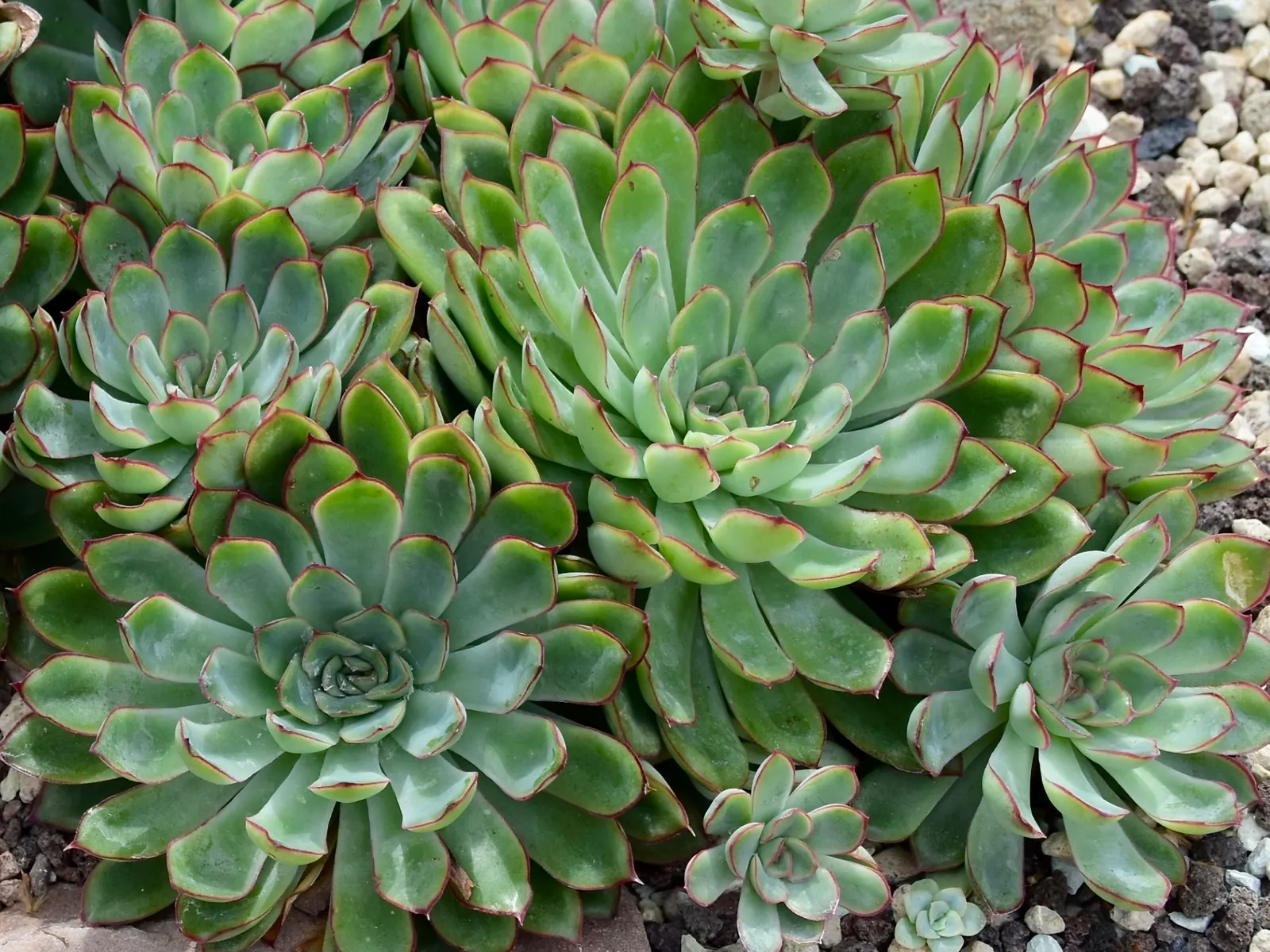 Pulido's Echeveria (Echeveria Pulidonis) — The leaves have a waxy cuticle, which helps to retain water, enhancing its drought tolerance