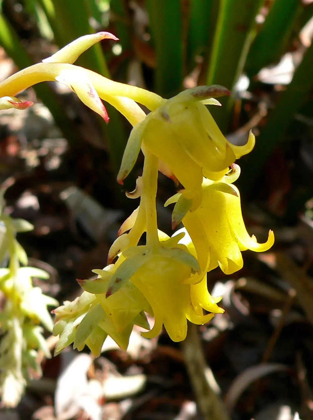 Pulido's Echeveria (Echeveria Pulidonis) — Forming rosettes up to 5 inches across, it boasts a waxy, blue-green hue with a subtle sheen
