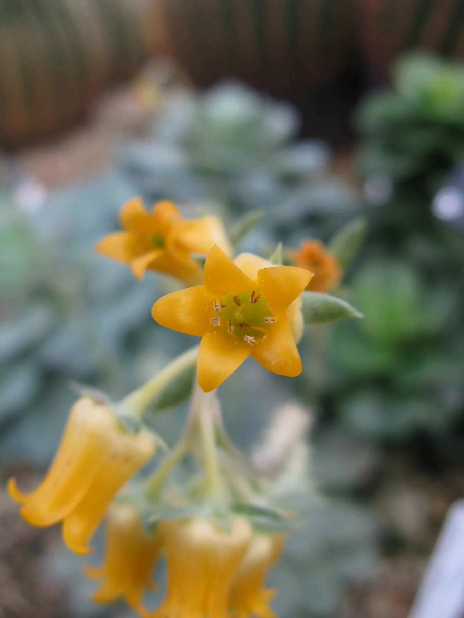 Pulido's Echeveria (Echeveria Pulidonis) — commonly known as Pulido's Echeveria