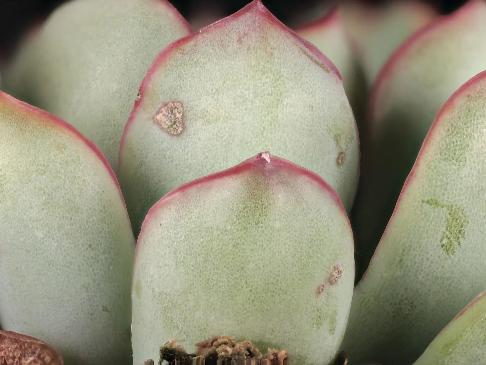 Pulido's Echeveria (Echeveria Pulidonis) — Forming rosettes up to 5 inches across, it boasts a waxy, blue-green hue with a subtle sheen; yellow flowers in the