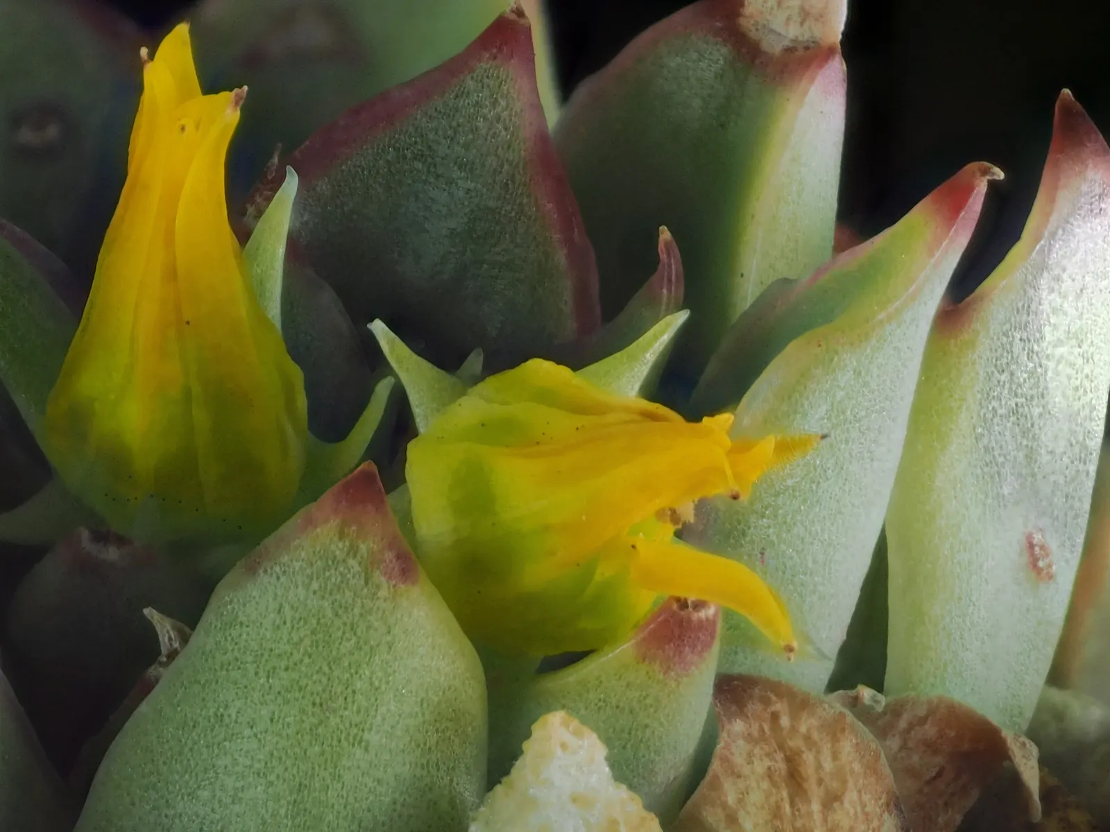 Pulido's Echeveria (Echeveria Pulidonis) — yellow flowers in the garden