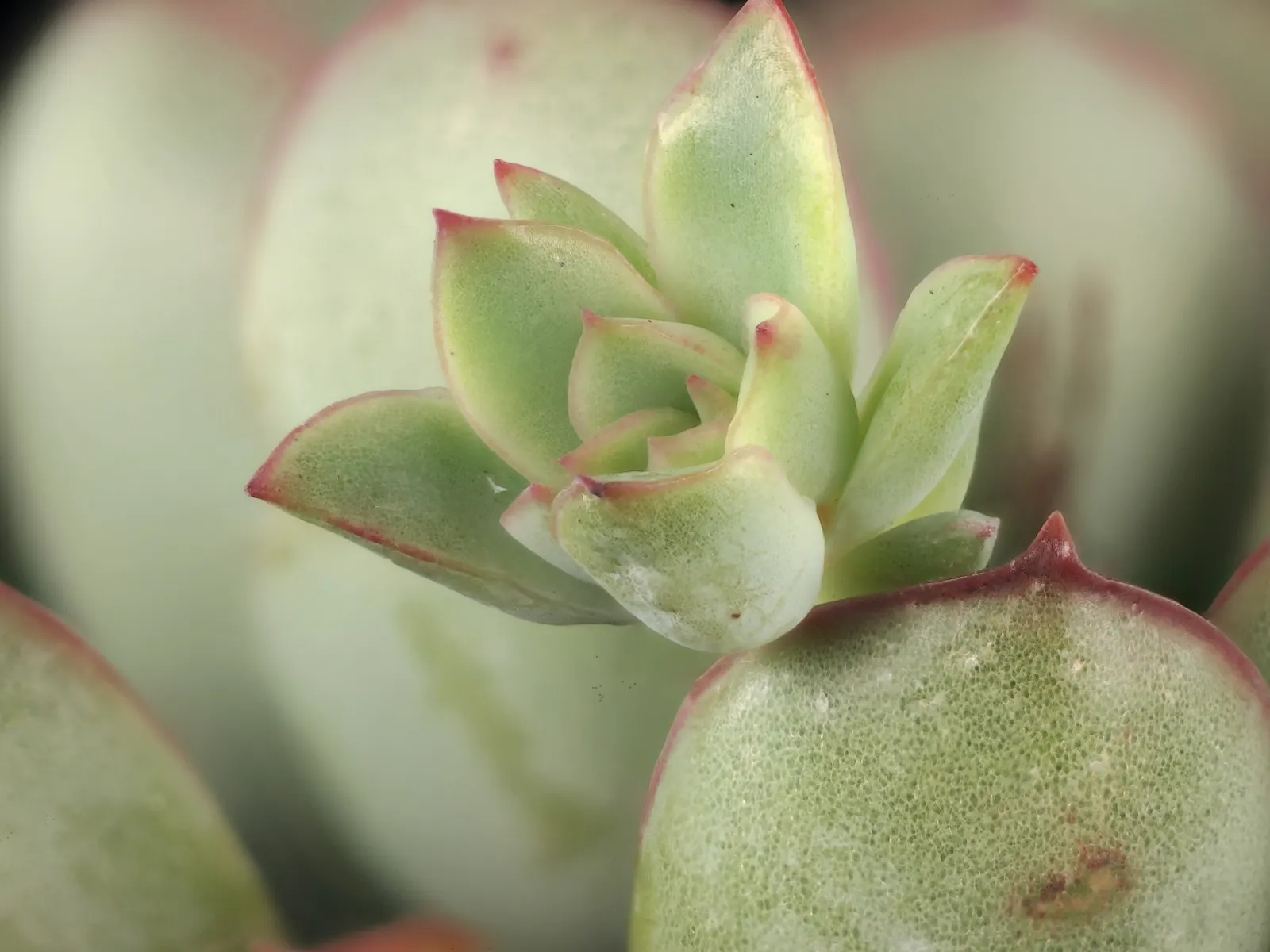 Pulido's Echeveria (Echeveria Pulidonis) — is a resilient succulent prized for its spoon-shaped; this evergreen perennial is native to Mexico